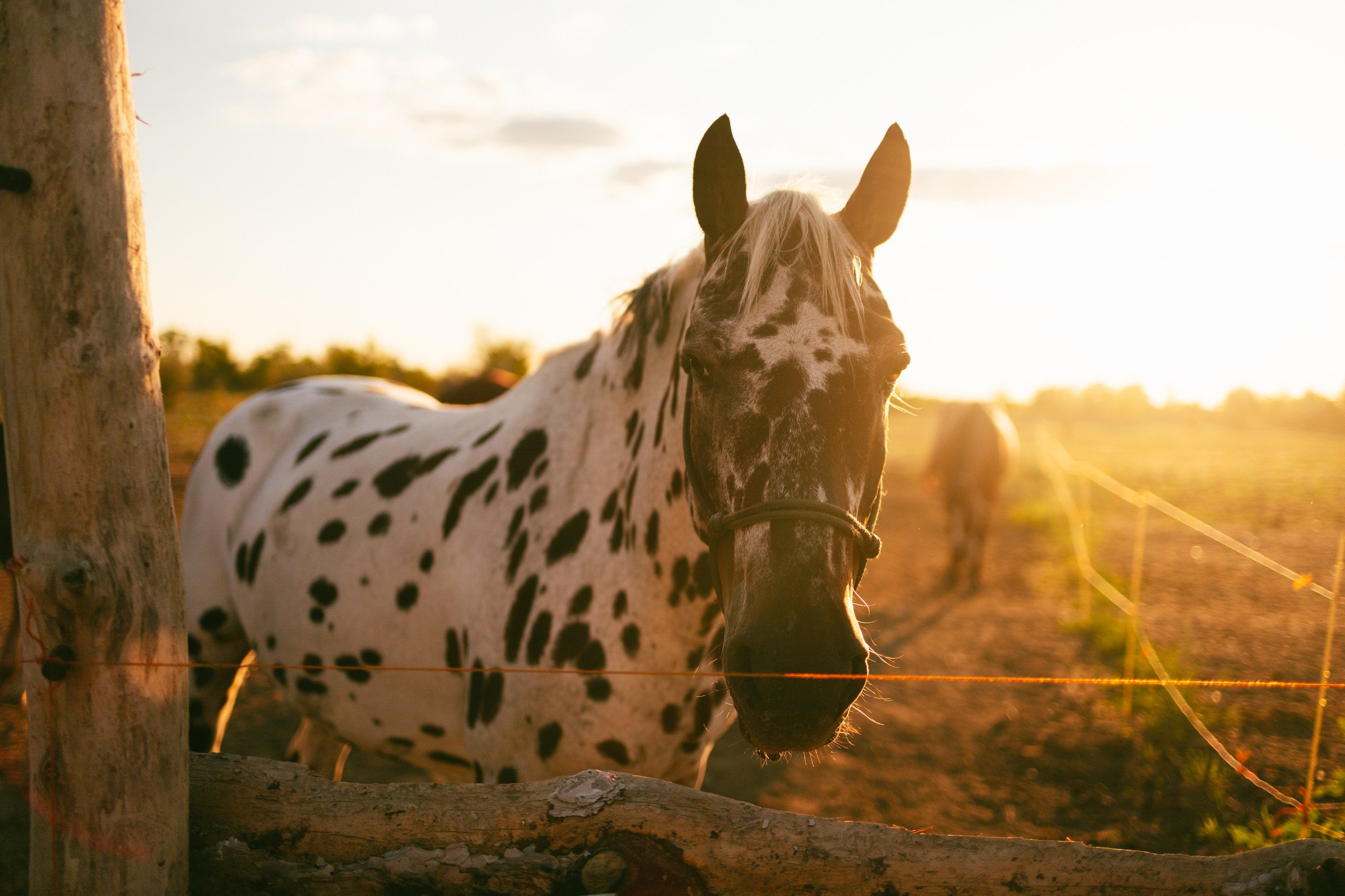 Юля и Алиса. Семейный фотограф в Волгодонске Краченцева Анна