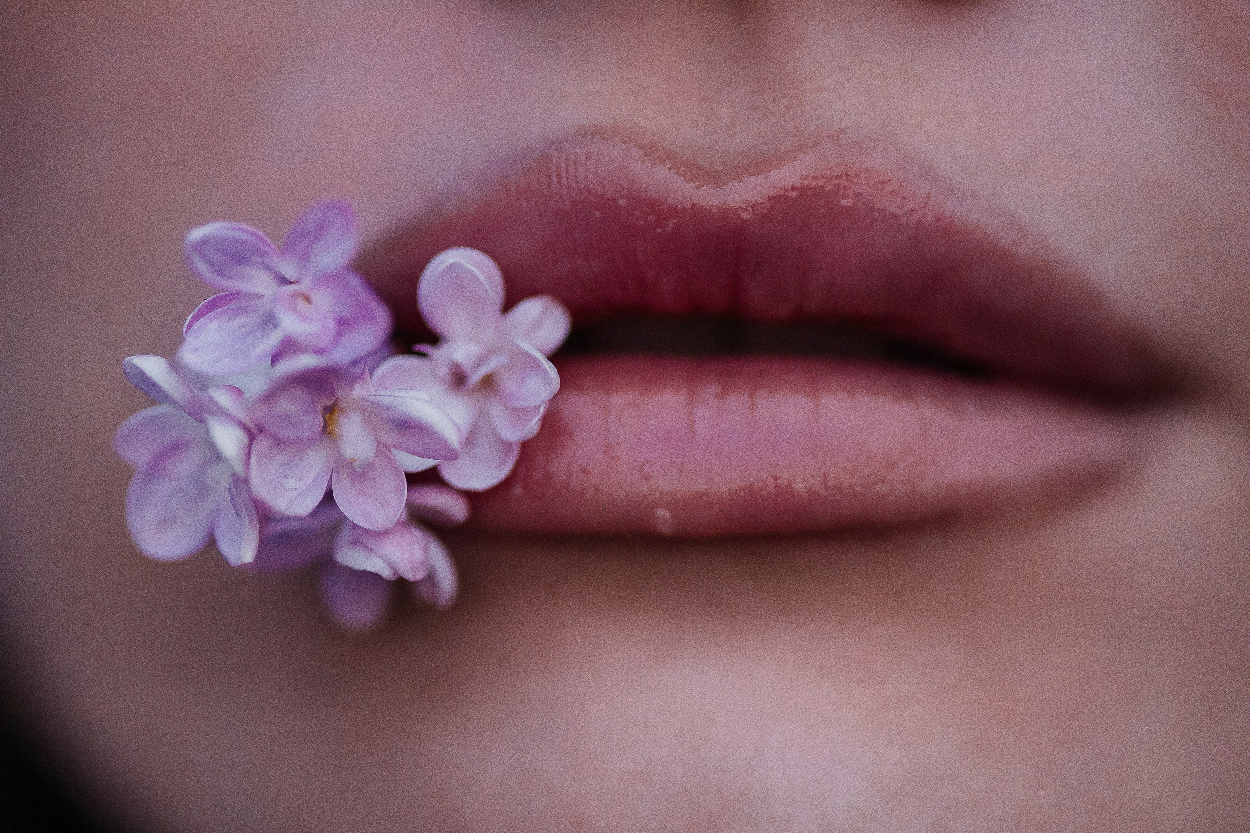 Сирень. Фотограф в Севастополе — Евгения Бойко