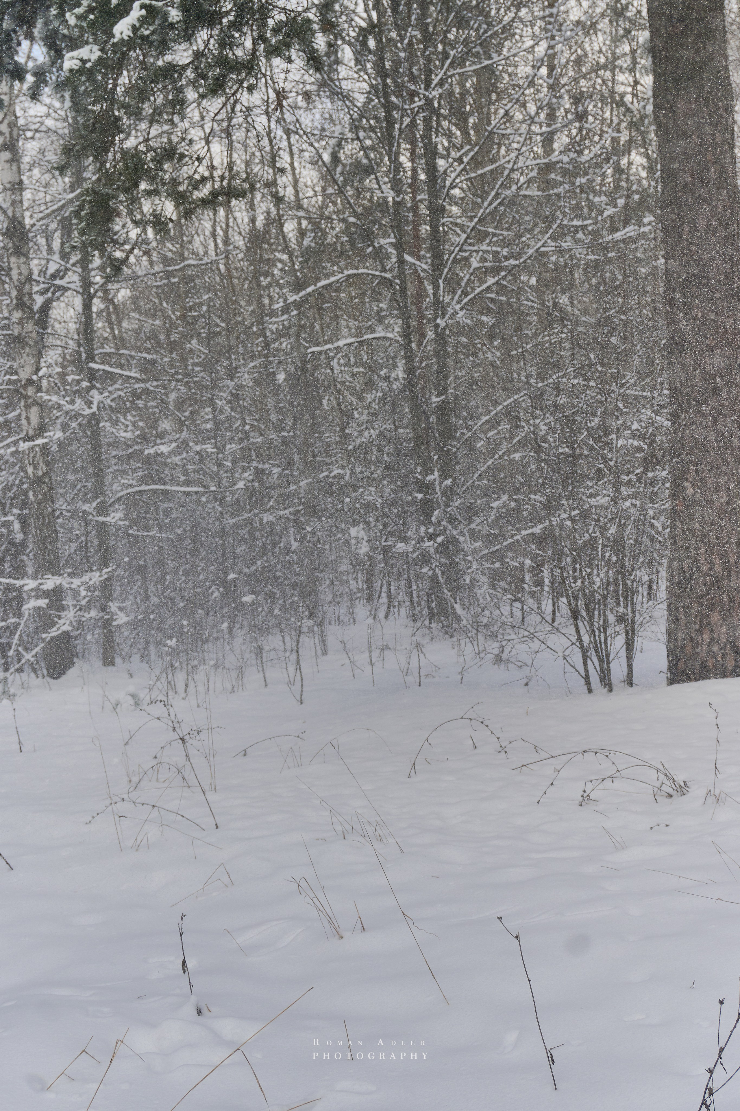 Апрельский снег. Москва 2025. Фотограф Роман Адлер