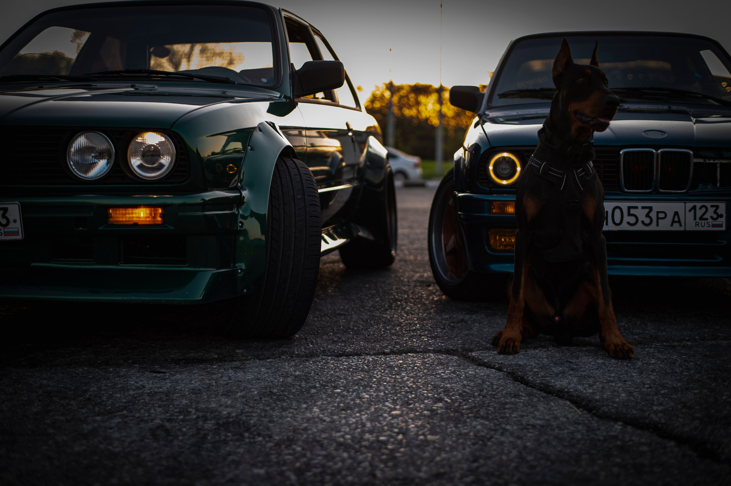 БМВ & Доберман. Фотограф Роман Адлер