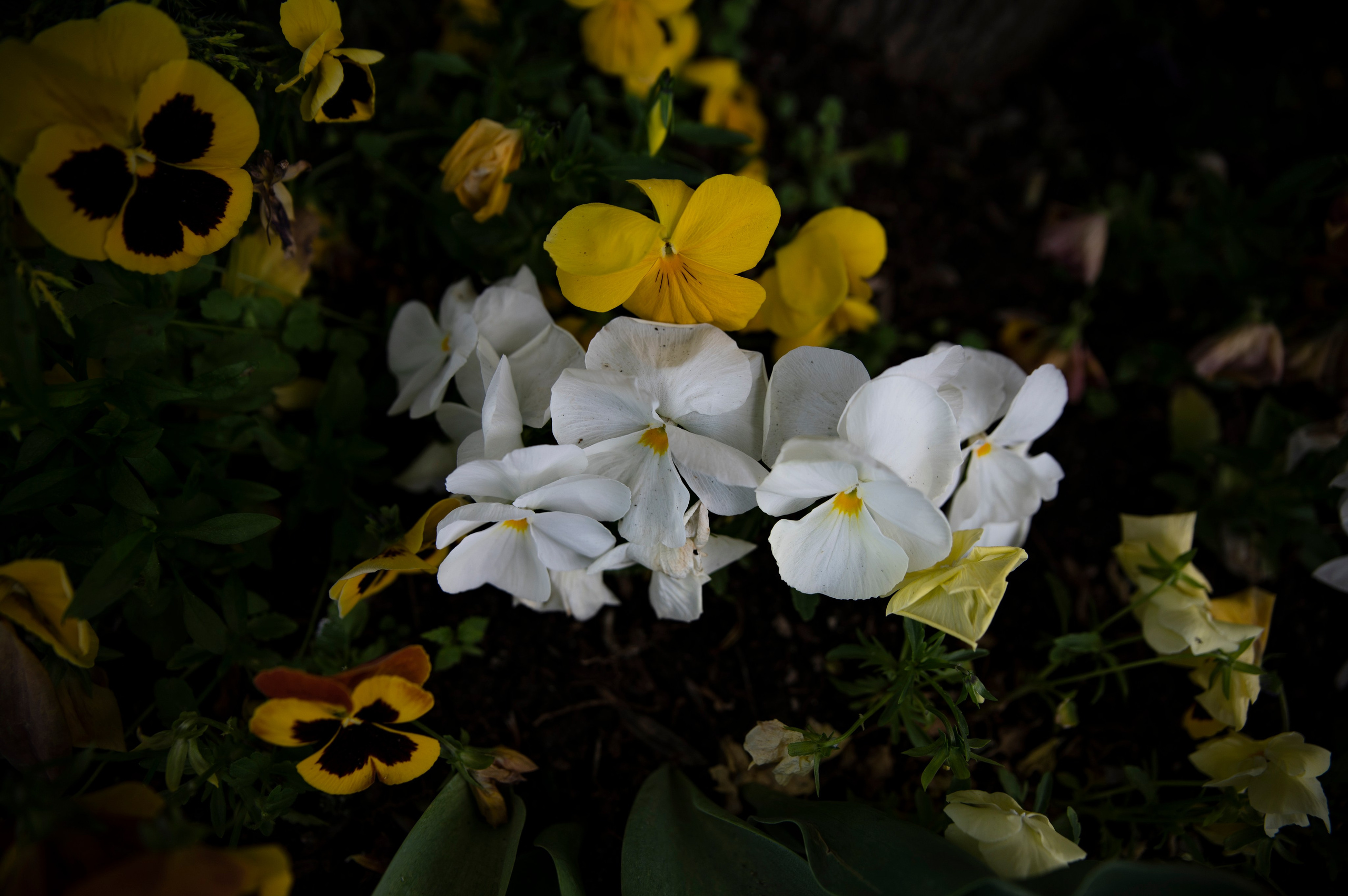 Крым май 2022. Фотограф Роман Адлер