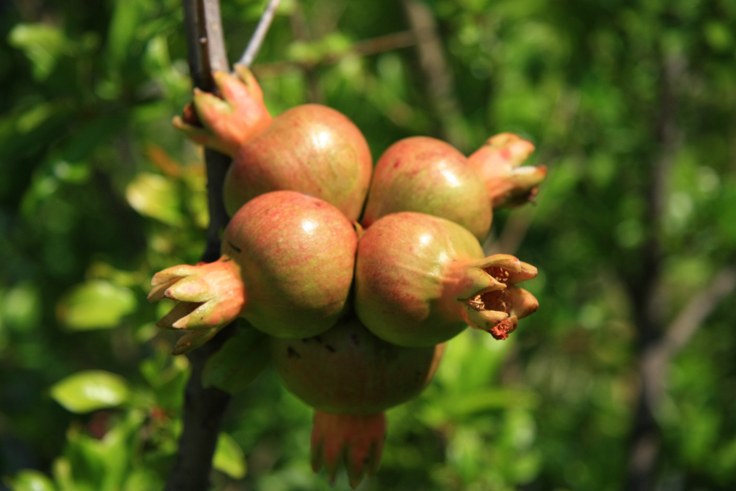 Первые кадры. Сочи — парк. Фотограф Роман Адлер