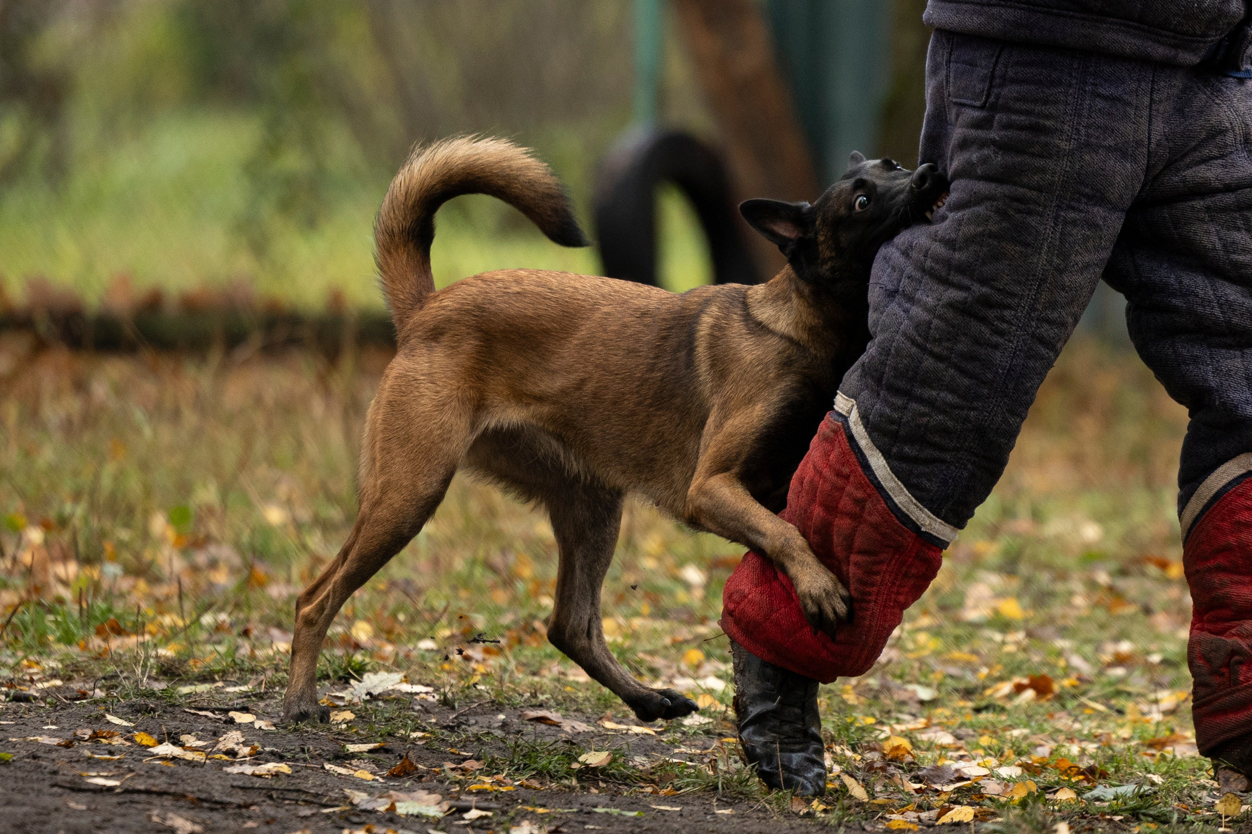 Соревнования по Мондьорингу г. Вологда. Фотограф-анималист Анна Маринич