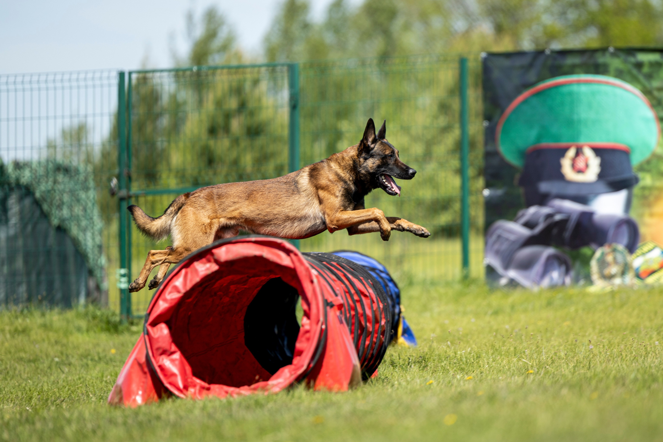 Испытания по мондьорингу в Нижнем Новгороде. Фотограф-анималист Анна Маринич