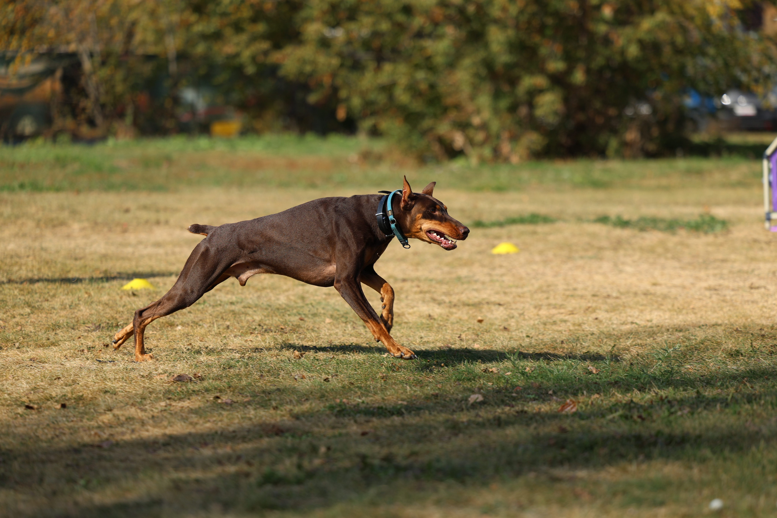 Портфолио. Виктория Михайловская. Фотограф-анималист. Москва