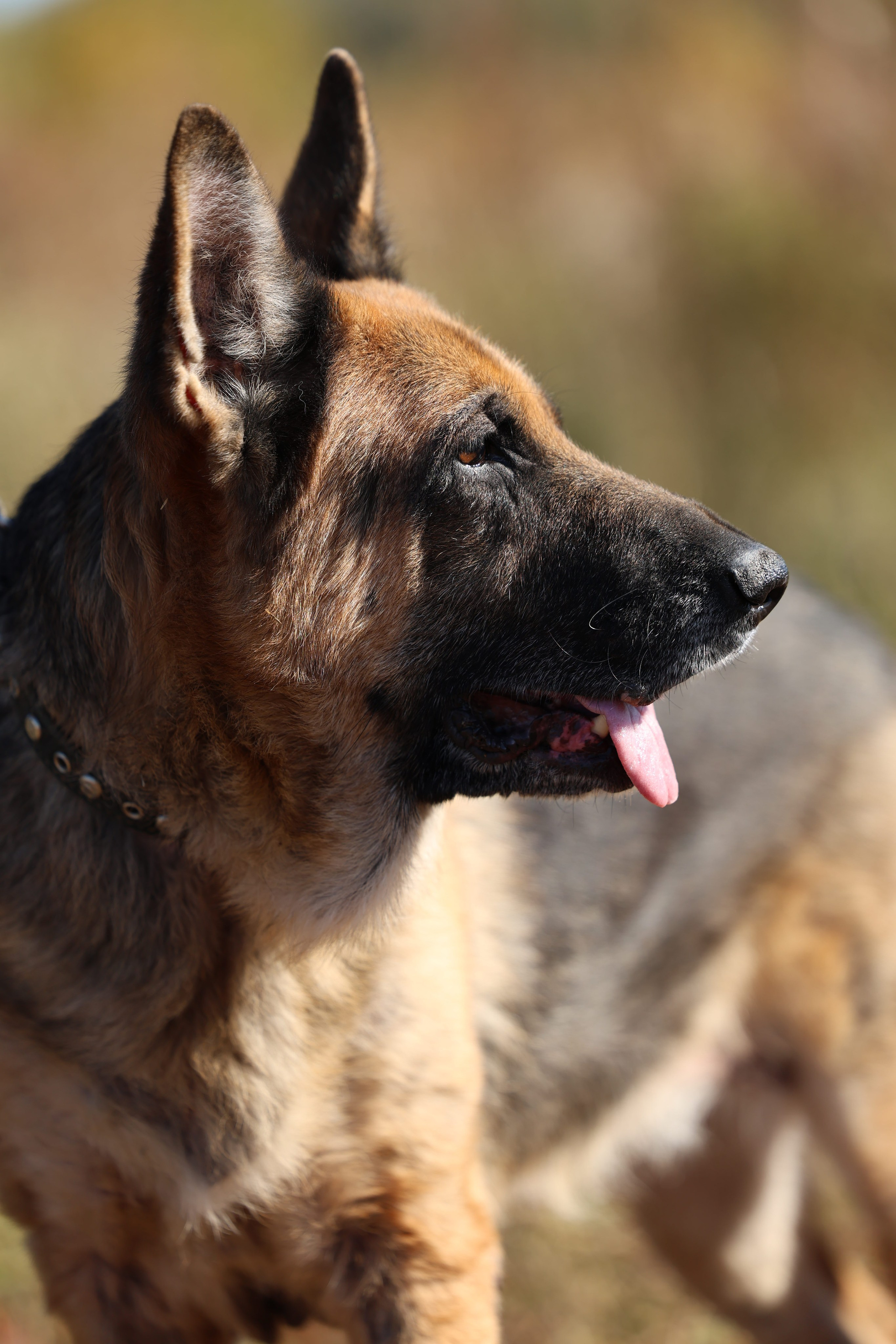 Приют. Виктория Михайловская. Фотограф-анималист. Москва