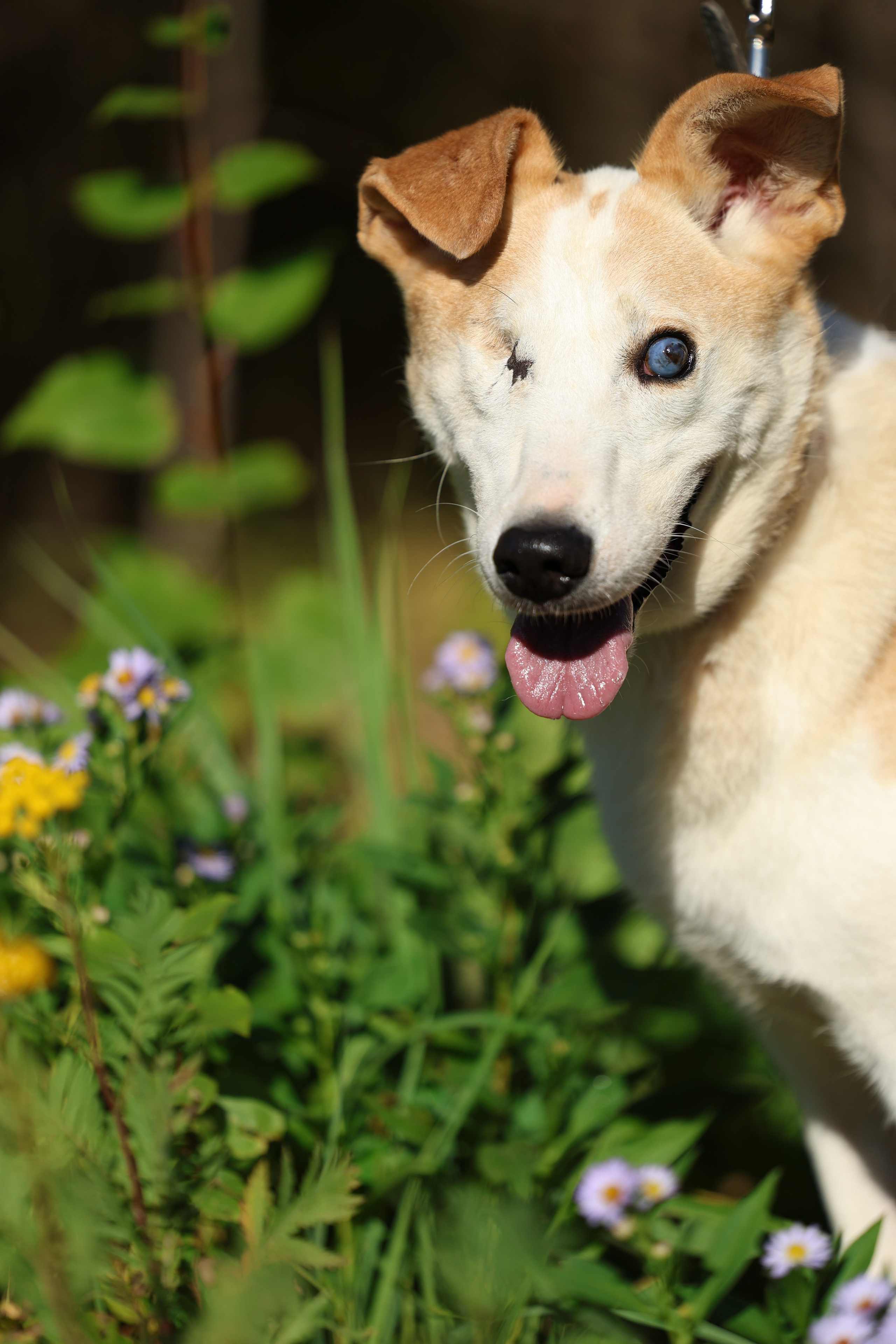 Приют. Виктория Михайловская. Фотограф-анималист. Москва