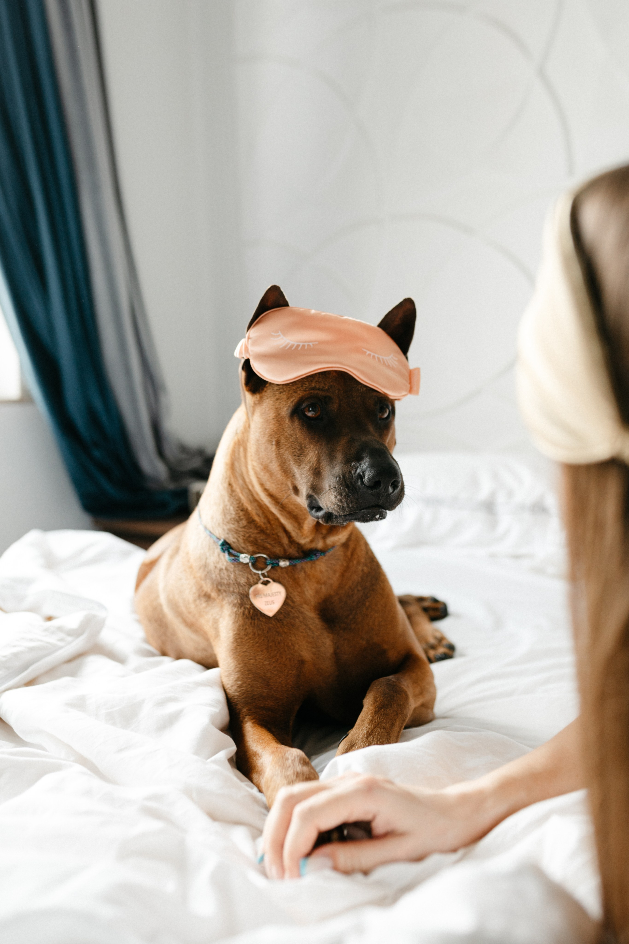 Оксана и Зевс. Фотограф анималист в Москве Ольга Агушева