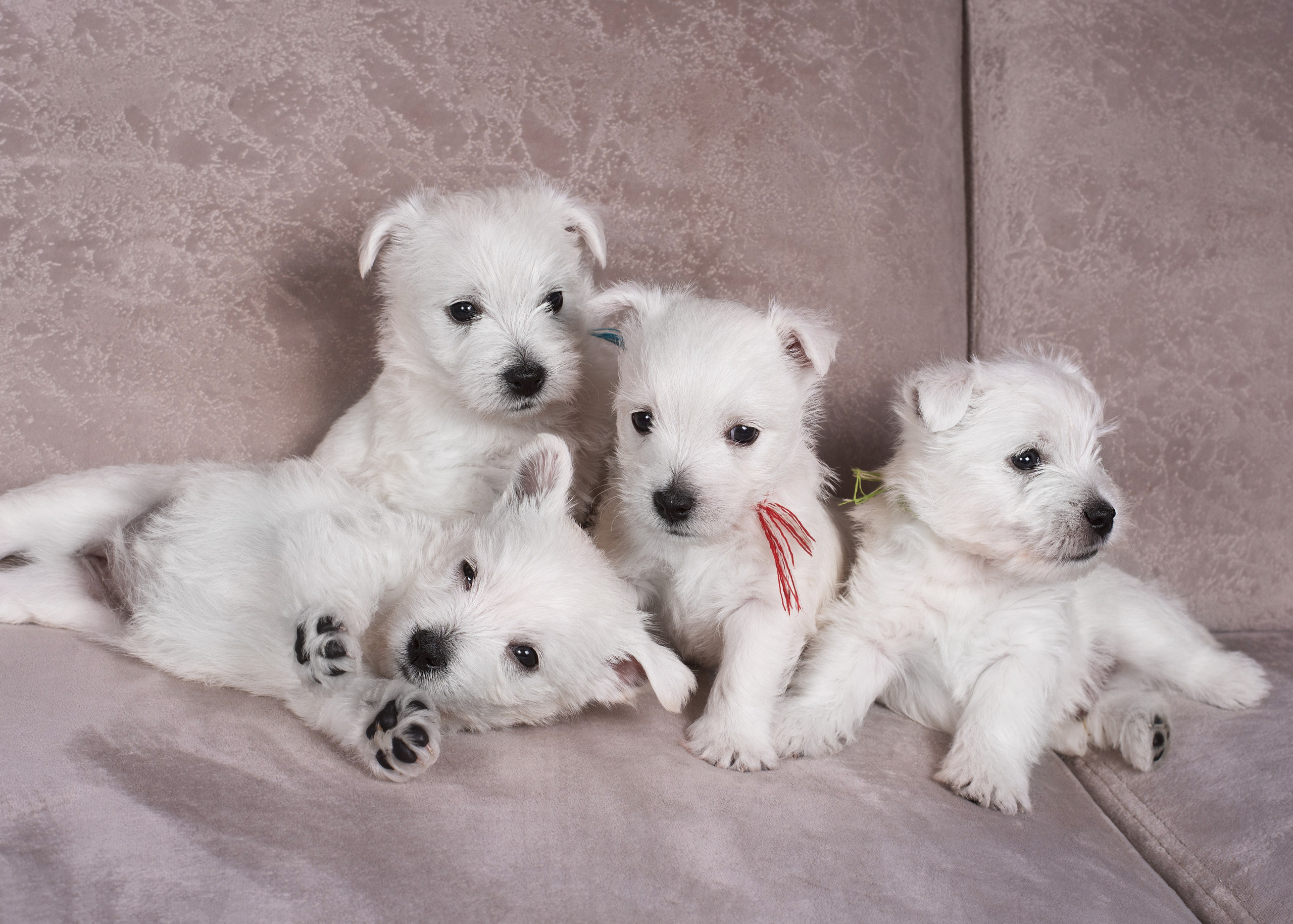 Щенки вест хайленд. Дог-фотограф в Тюмени Александра Королева