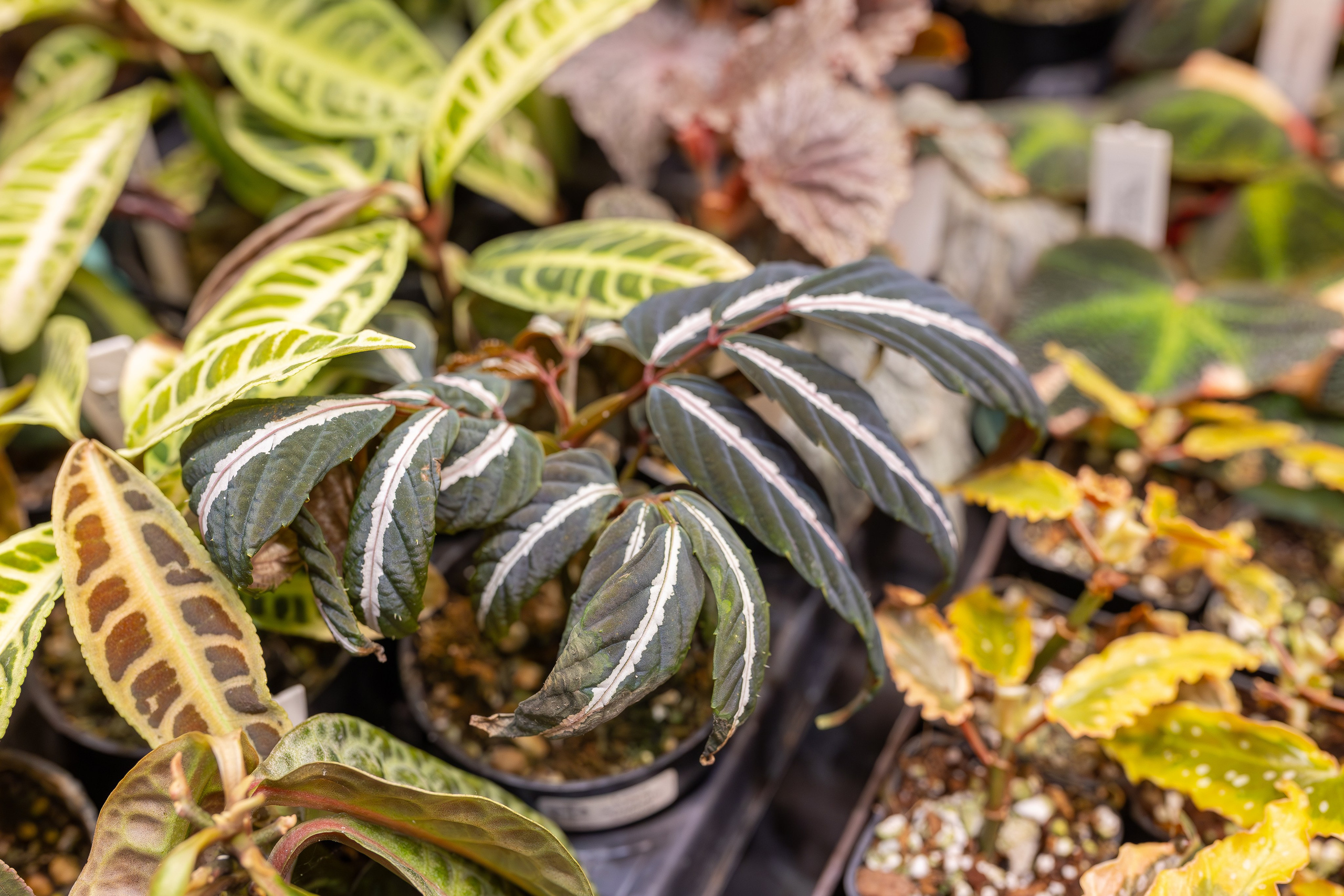 Монстериум апрель 2026. Александра Куликова фотограф, Москва