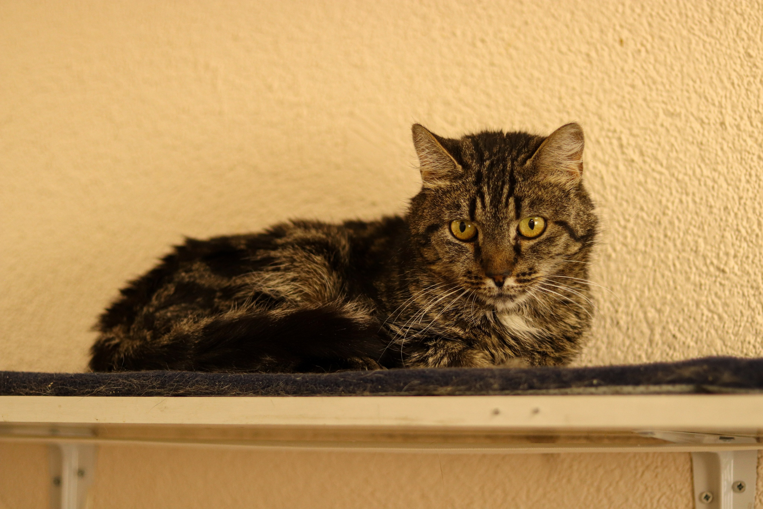 Петербургский дом кота (27 июня 2024). Ивентный фотограф в Санкт-Петербурге Олег Комков