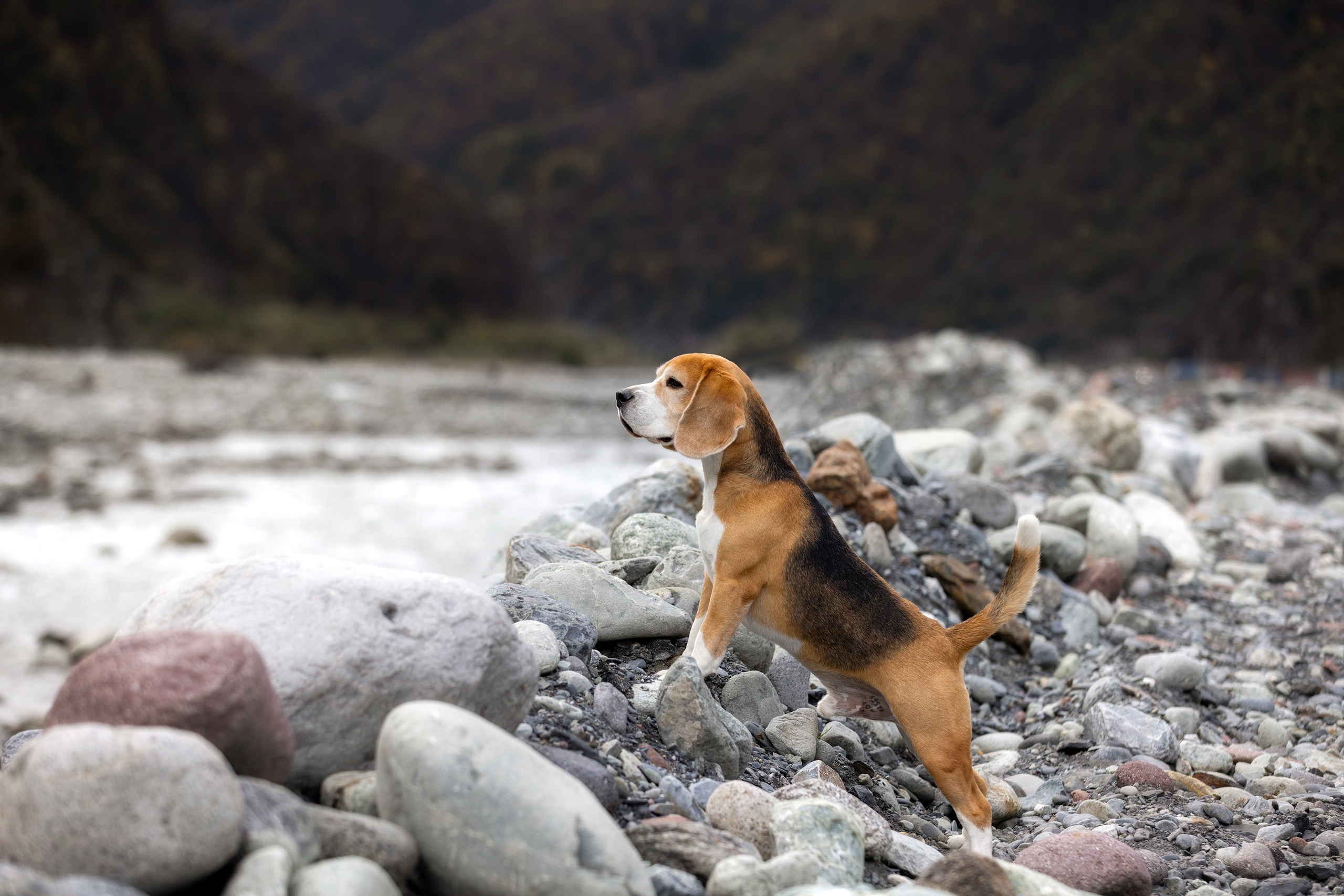 Собаки и не только. Фотограф Алена Звездина