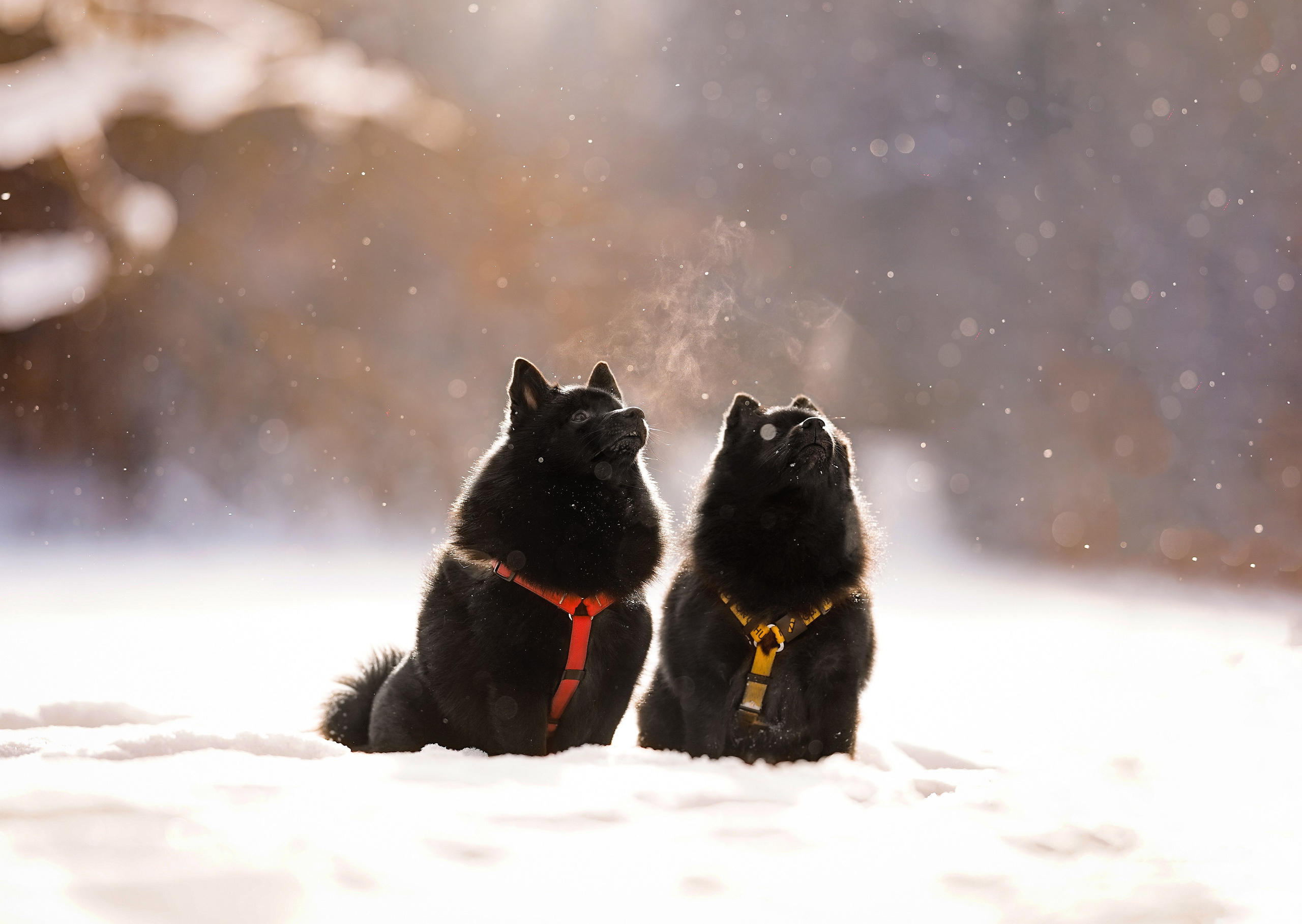 Мишель Александра и Панда. Фотограф-анималист в Санкт-Петербурге Яна Мартынова
