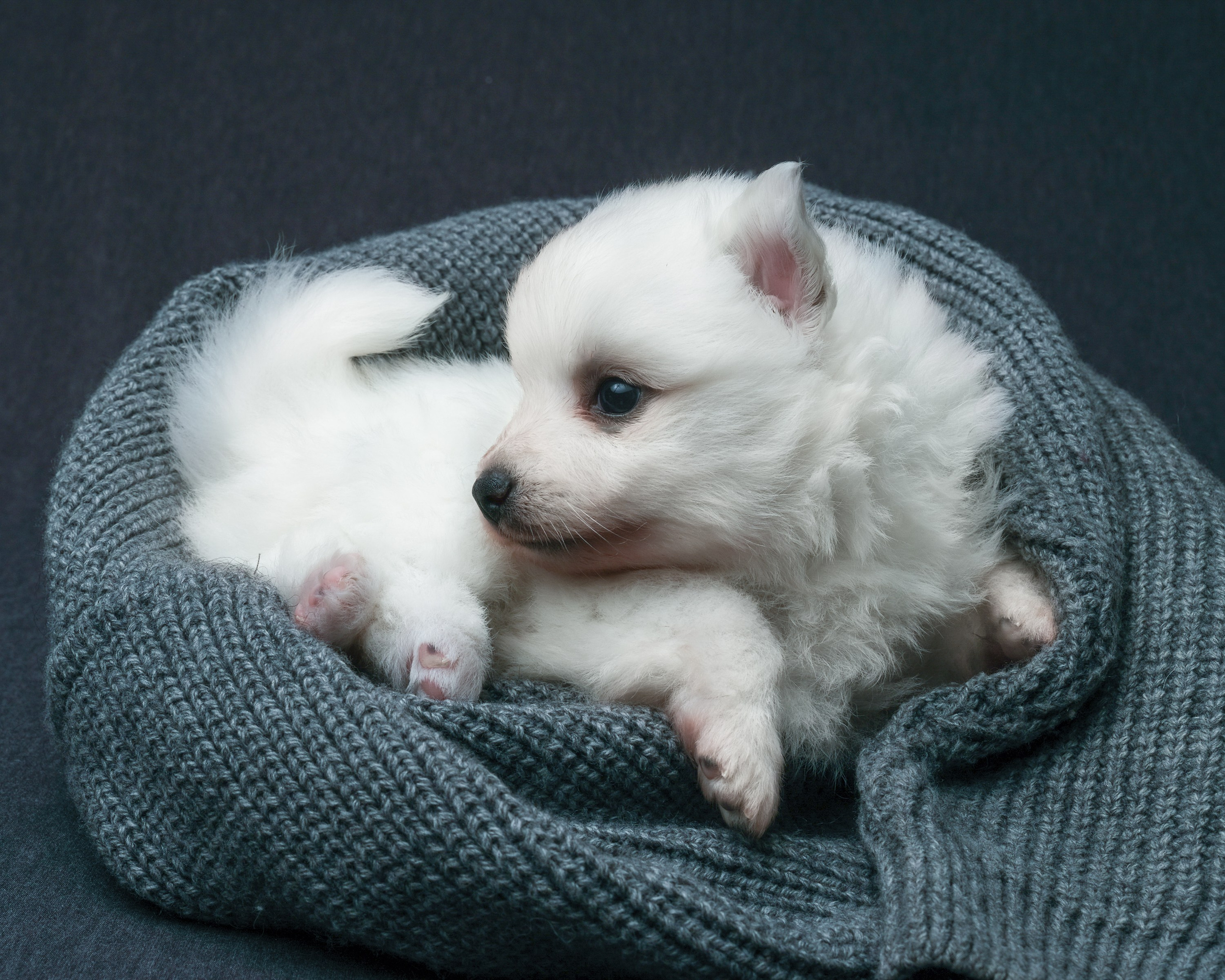 Съемка животных, собак, щенков, фото помета, портрет питомцев. Портретный и семейный фотограф в Перми Лена Лоза. Портрет для бизнеса
