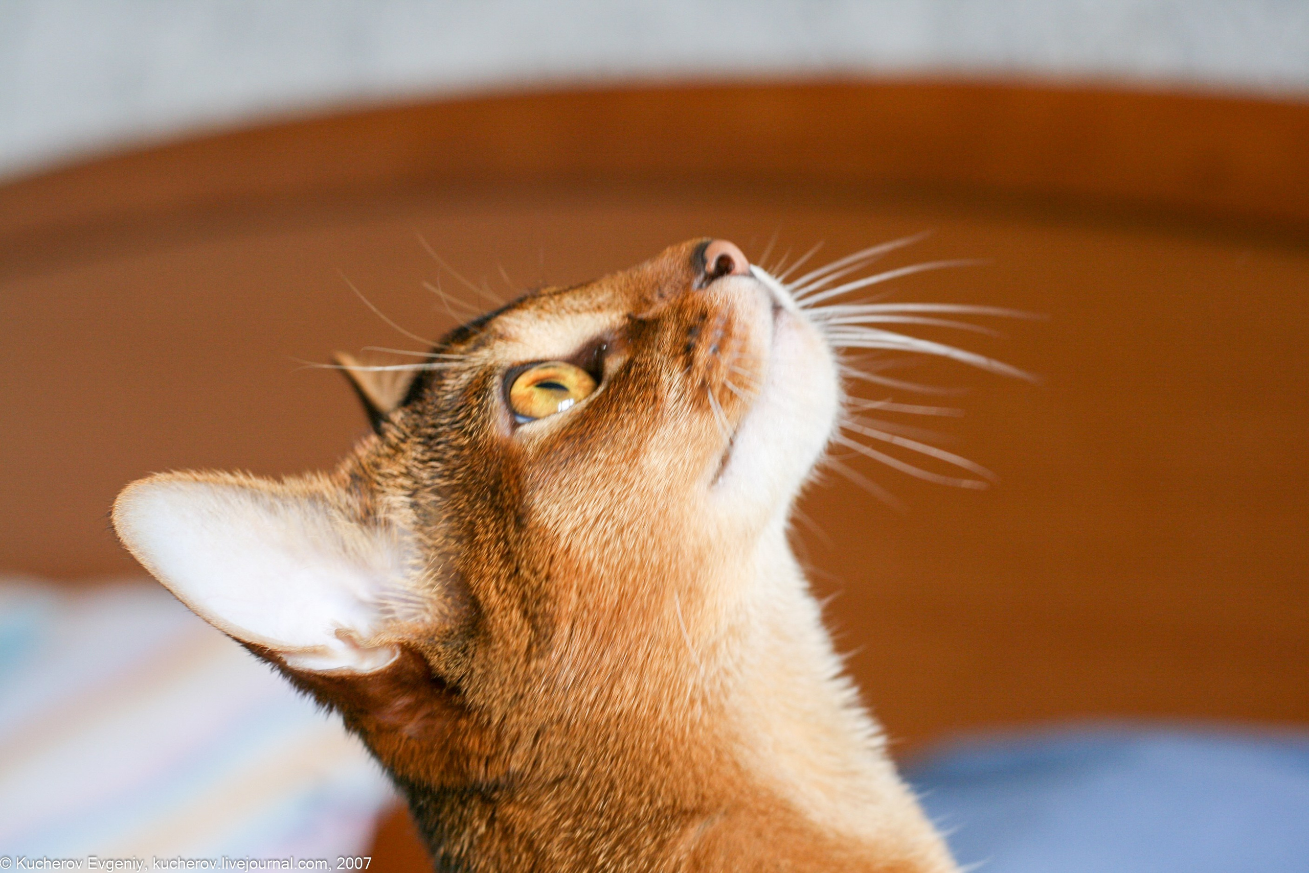 Животные. Кучеров Евгений. Фотограф