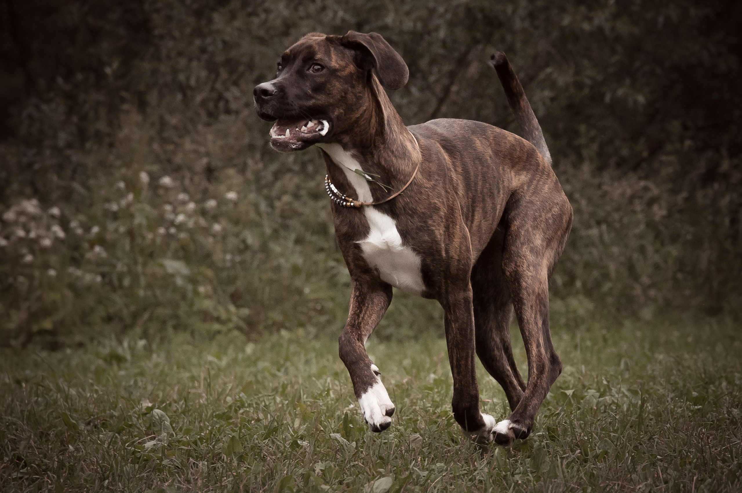 Собаки. Фотограф-анималист в Санкт-Петербурге Анастасия Иванова