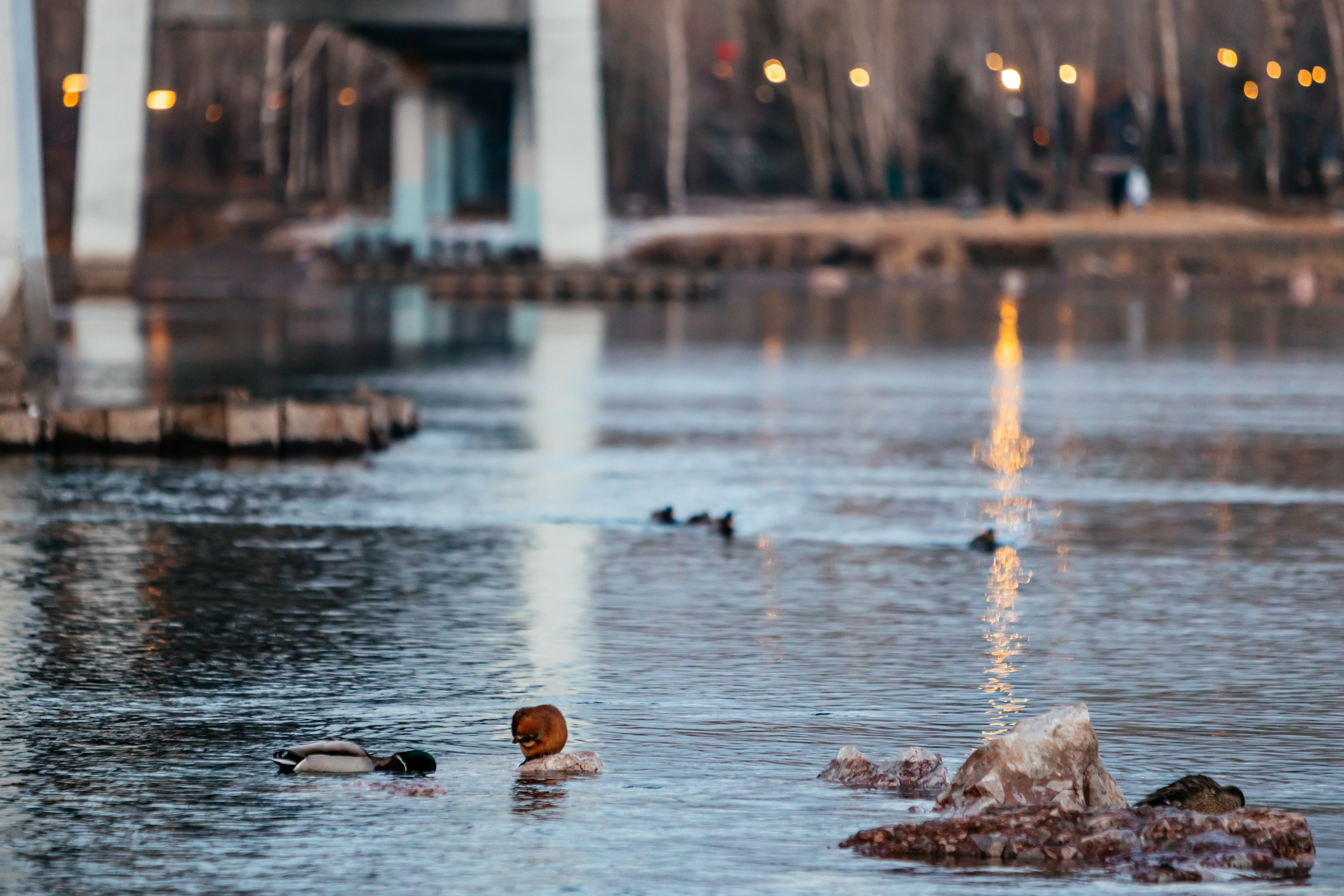 Ондатры. Фотограф в Красноярске Оксана Корчагина