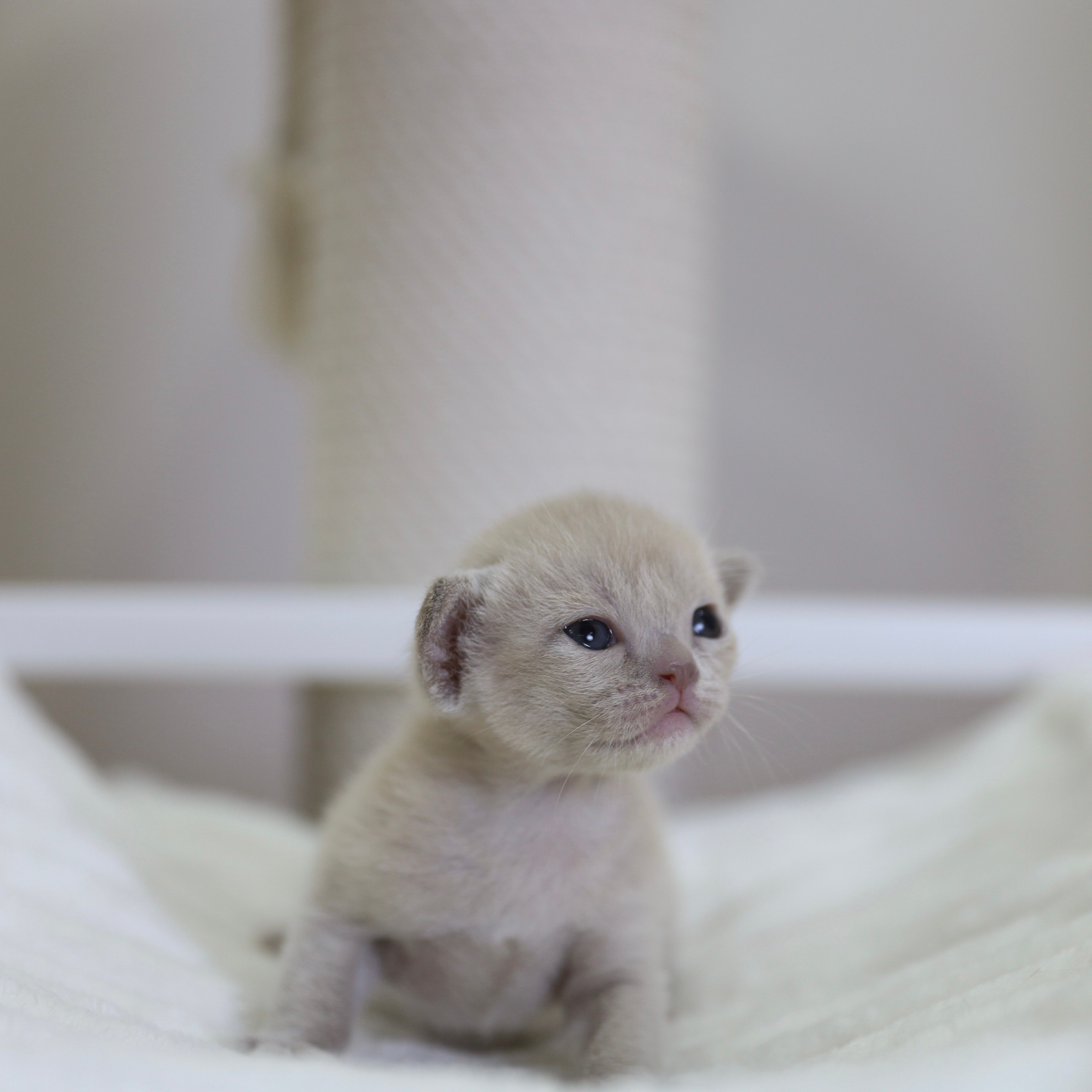 В. Питомник «Bouncy Life»