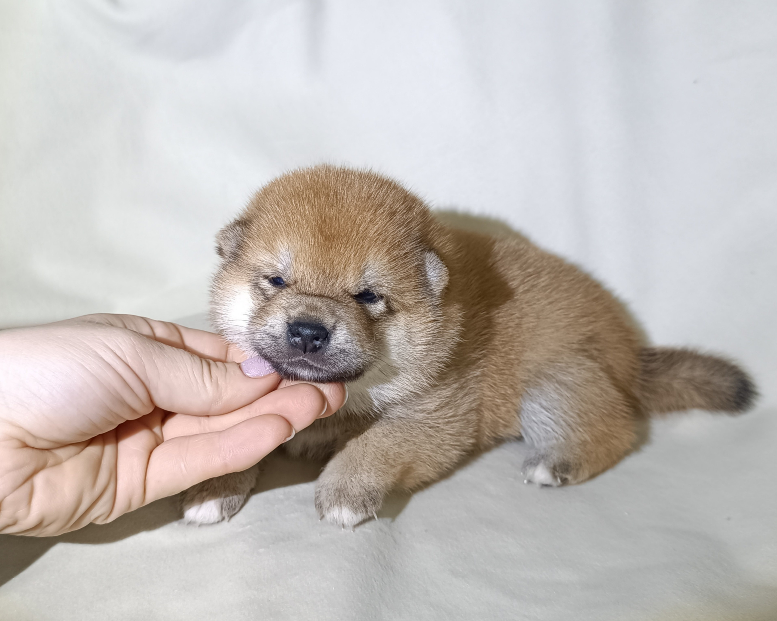 сиба питомник Рубилайт щенки на продажу rubylight  сиба щенки купить СПб Санкт-Петербург 