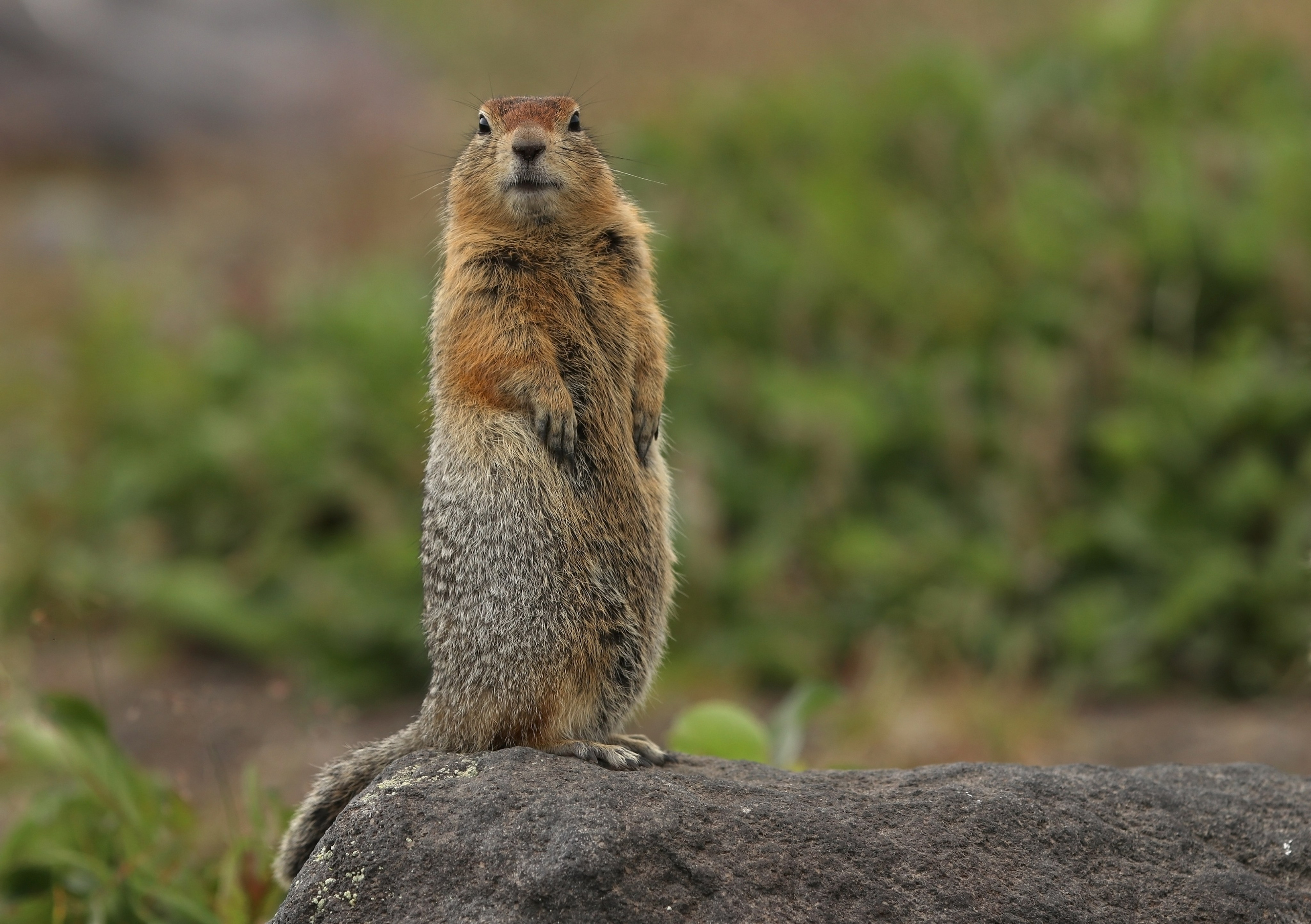 Камчатка и о. Парамушир. Июль 2024. Путешественник-фотограф из Санкт-Петербурга Татьяна Свистулина