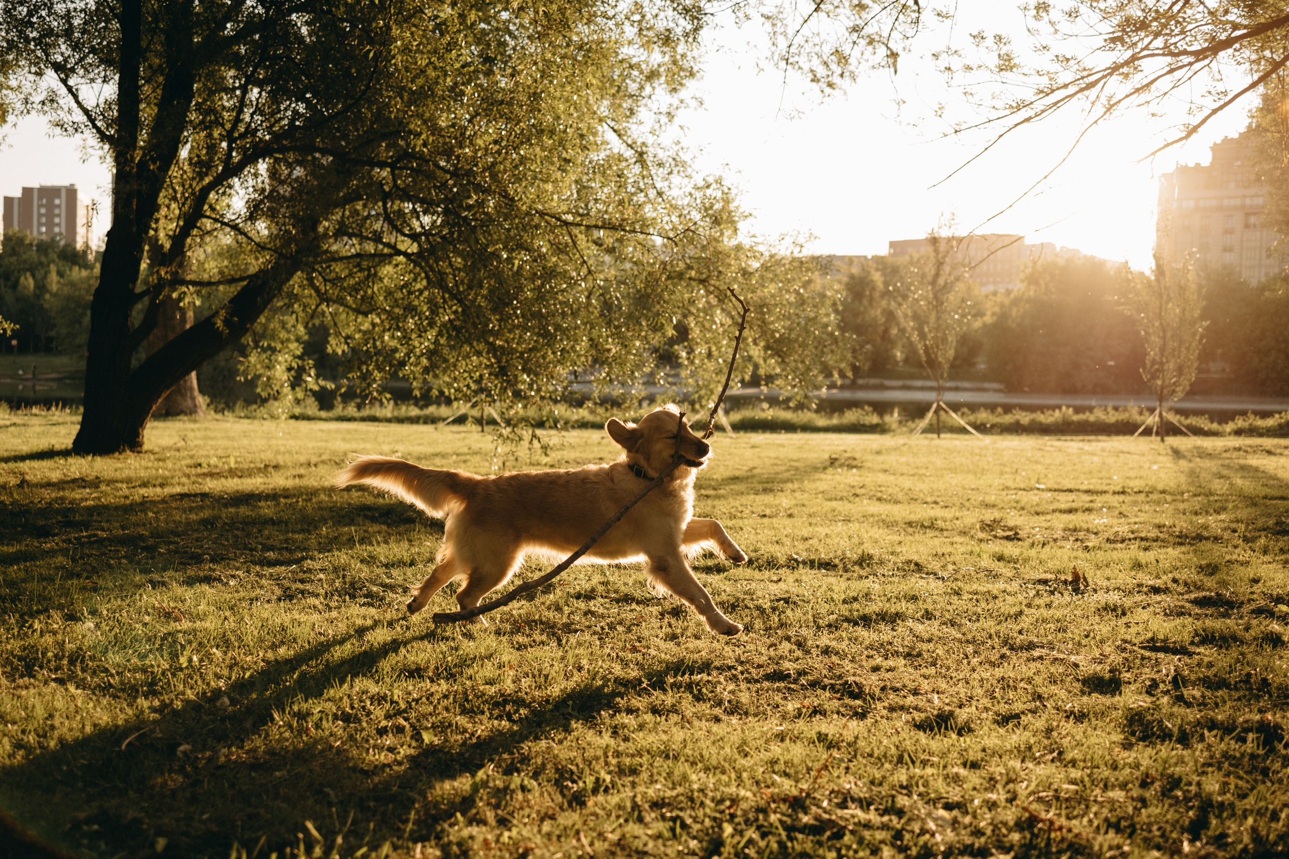 Пенни и ребята. Фотограф — Анималист | Санкт-Петербург