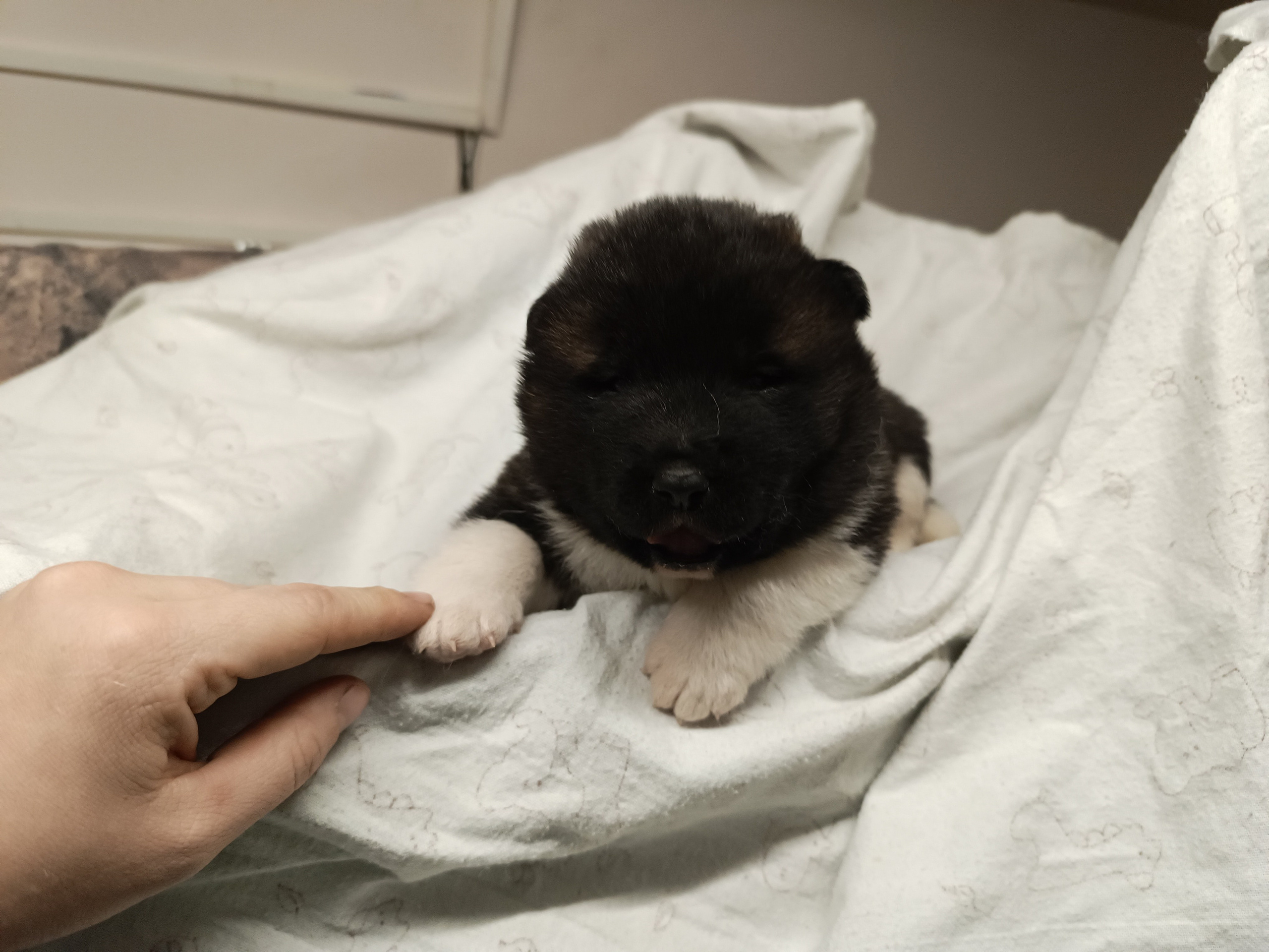 Американская акита  щенки питомник Санкт-Петербург клубные щенки Американская акита питомник RUBYLIGHT Рубилайт купить щенка американской акиты