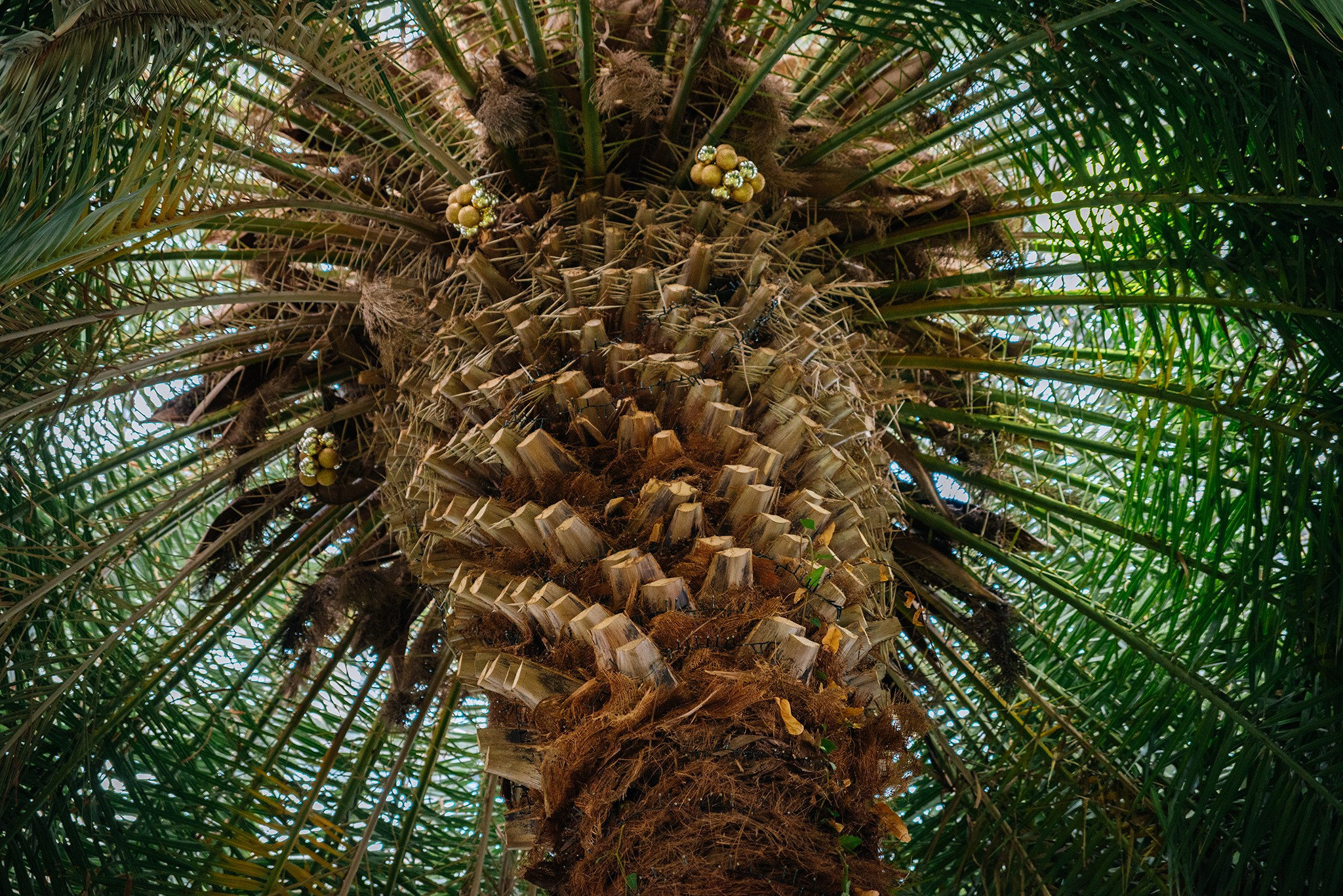 Ботанический сад. Субтропический маршрут. Март 26. Репортажный фотограф в Санкт-Петербурге Анастасия Клёпова