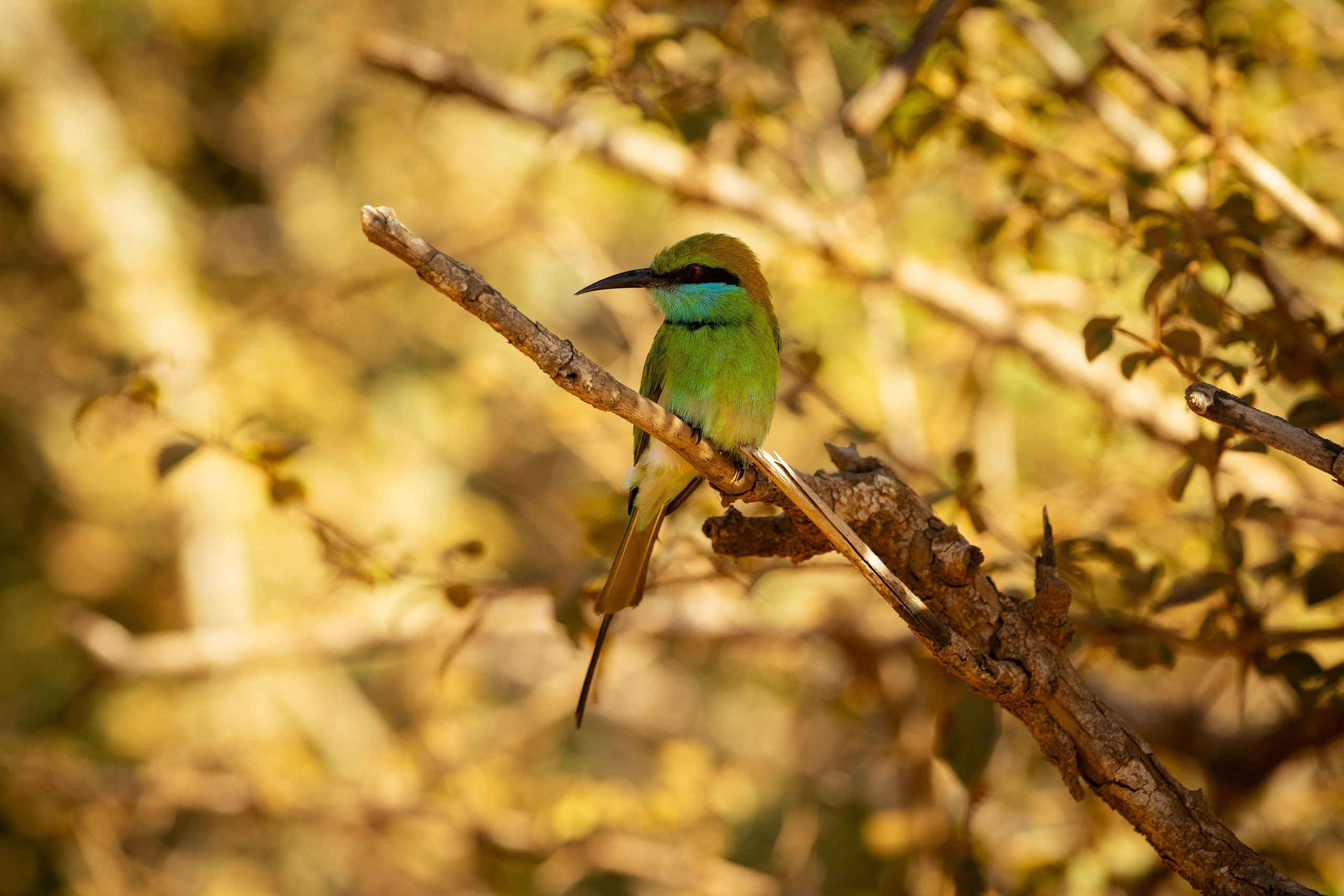 Шри-Ланка (весна 2024). Фотограф Виноградов Константин