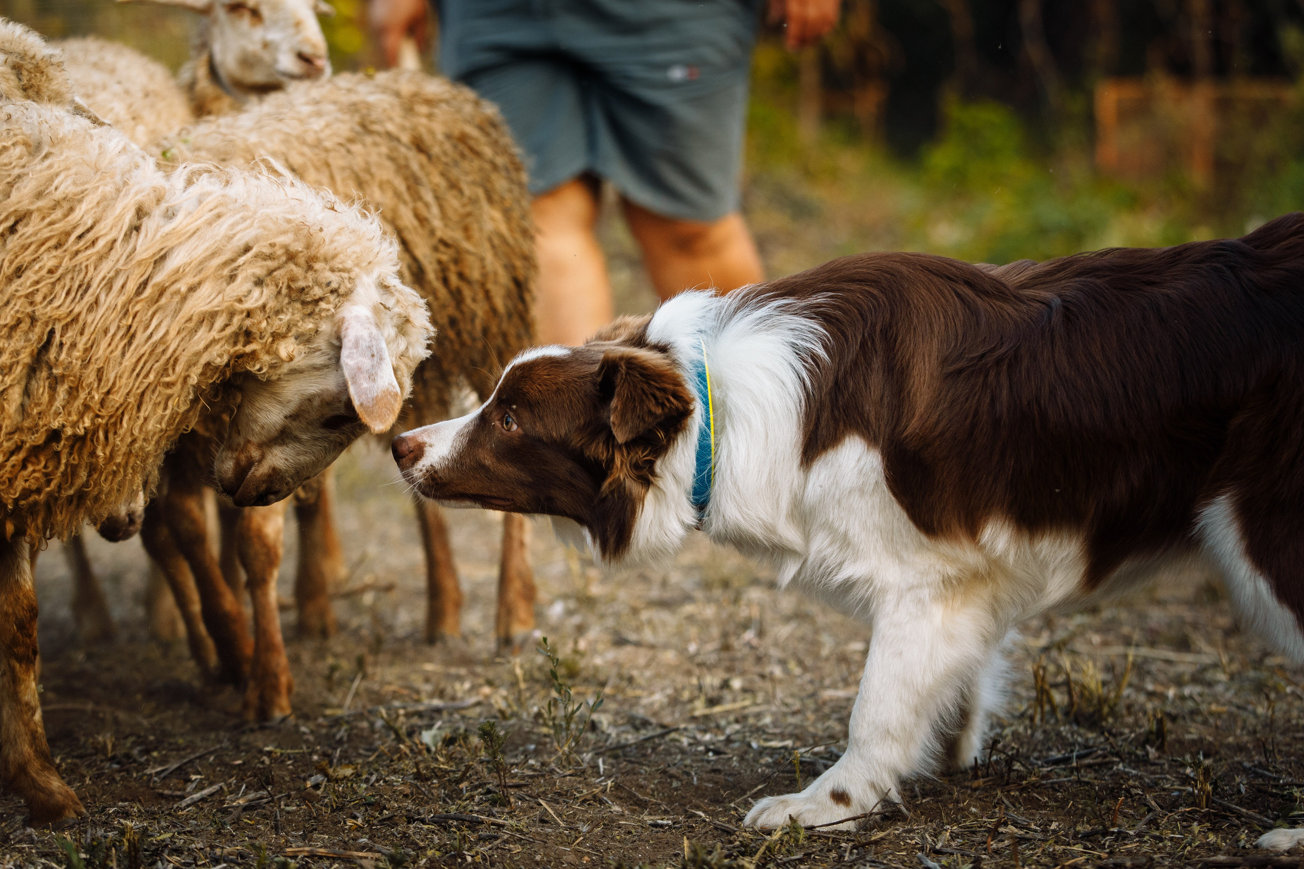 Овечий день. О нас