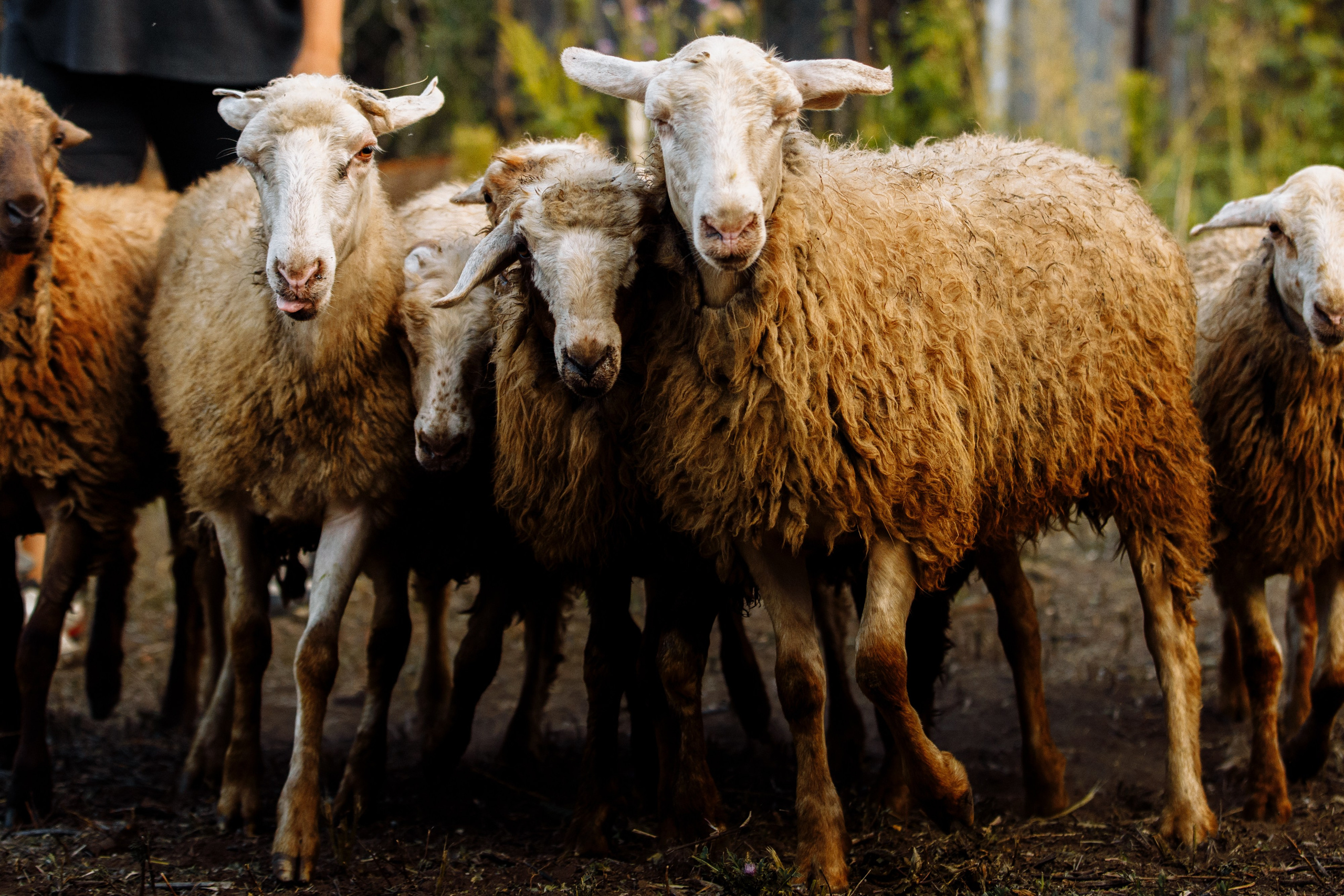 Овечий день. О нас