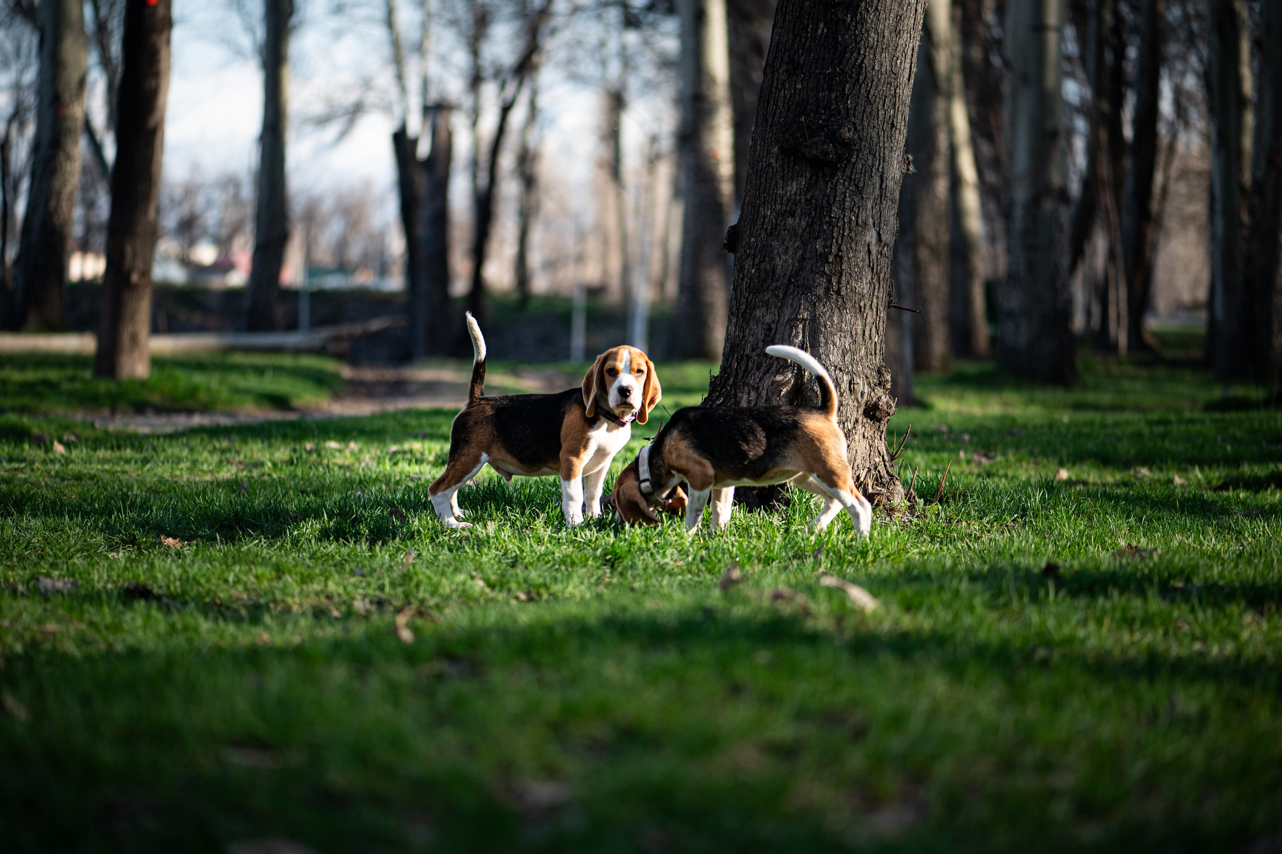Зверье. Elnora Atnagulova Foodphotography
