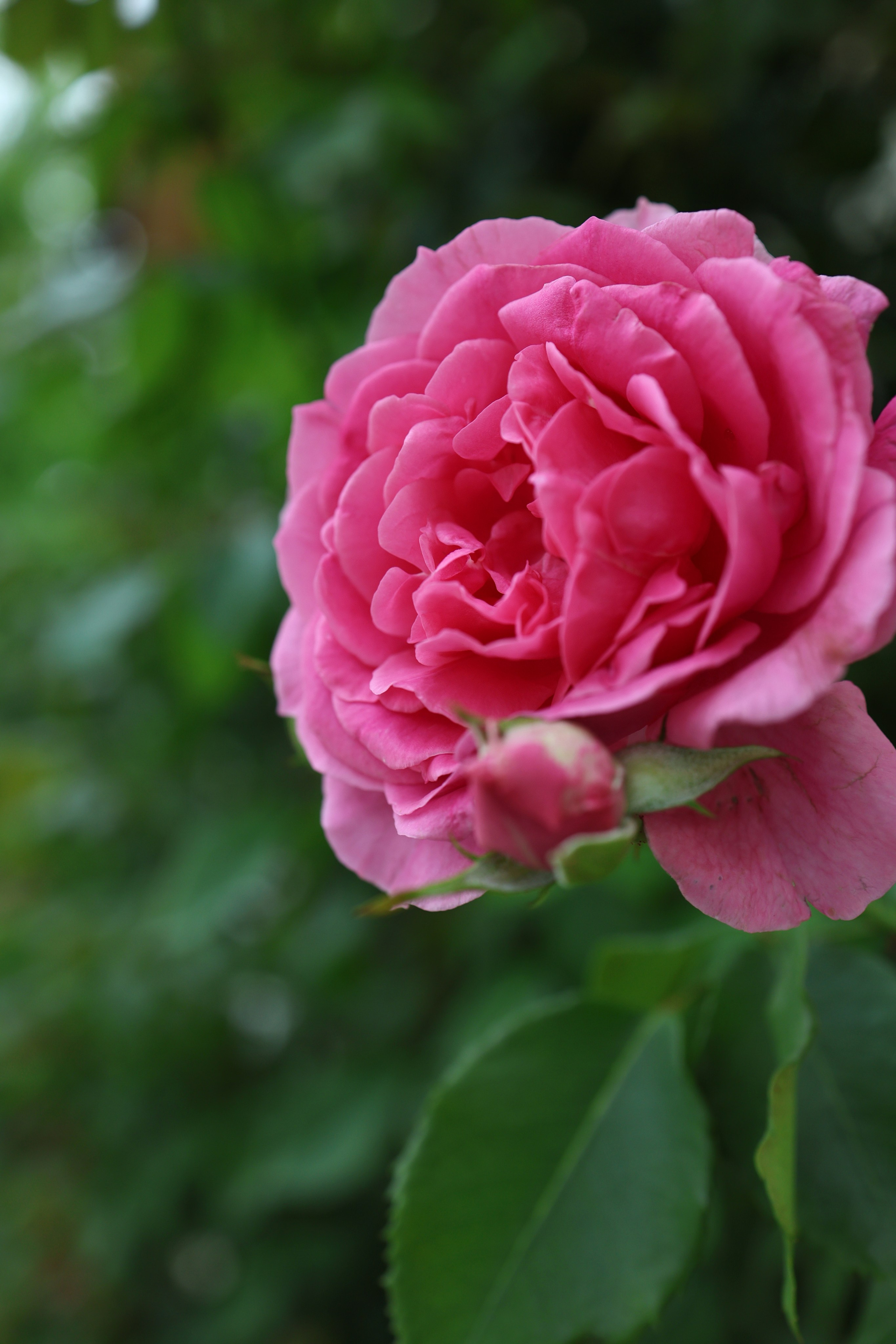 Валерия и Николай. Свадебный и семейный фотограф в Воронеже Ксения Воротникова