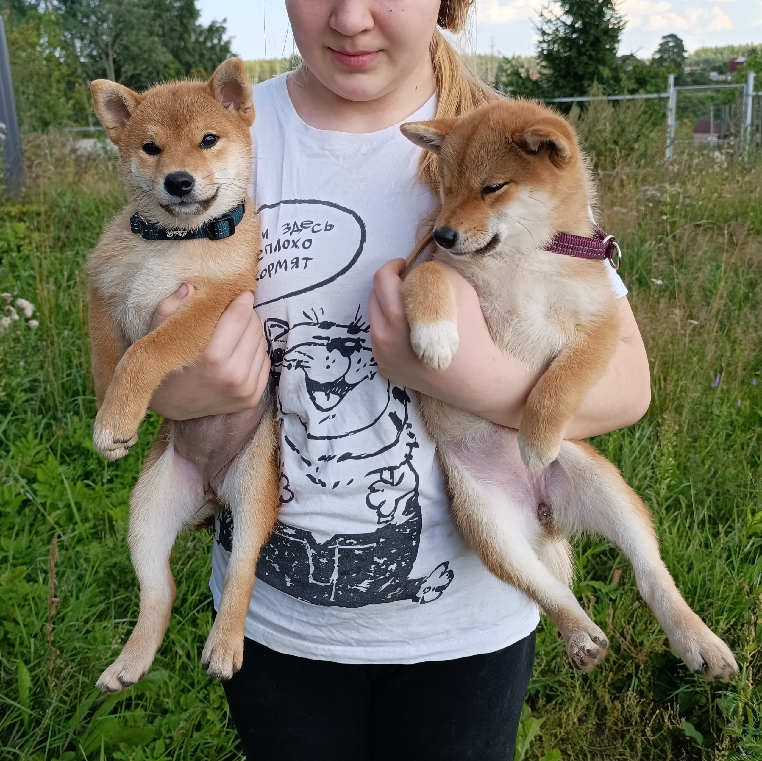 сиба питомник Рубилайт щенки на продажу rubylight  сиба щенки купить СПб Санкт-Петербург 