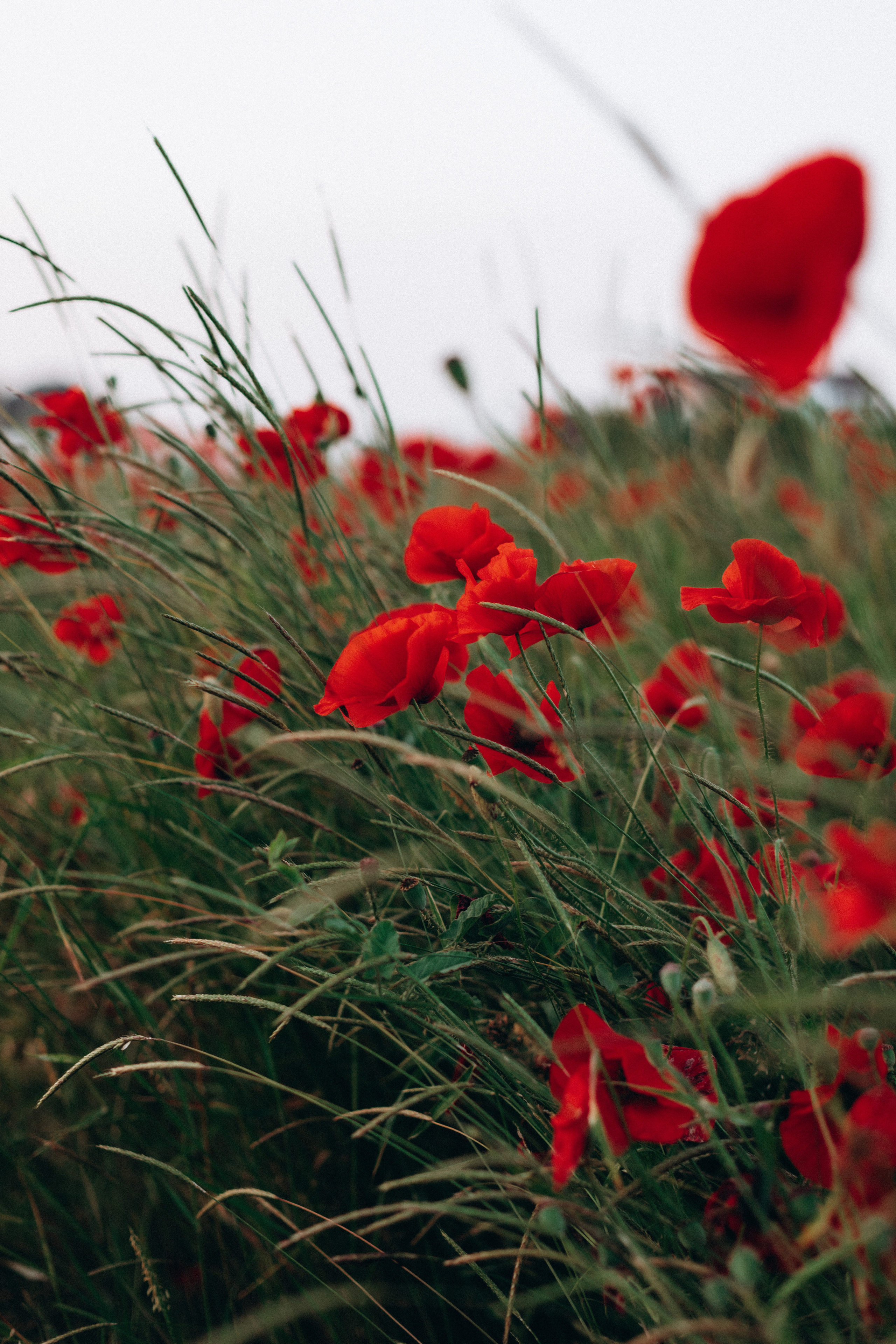Маки. Фотограф в Краснодаре и Краснодарском Крае