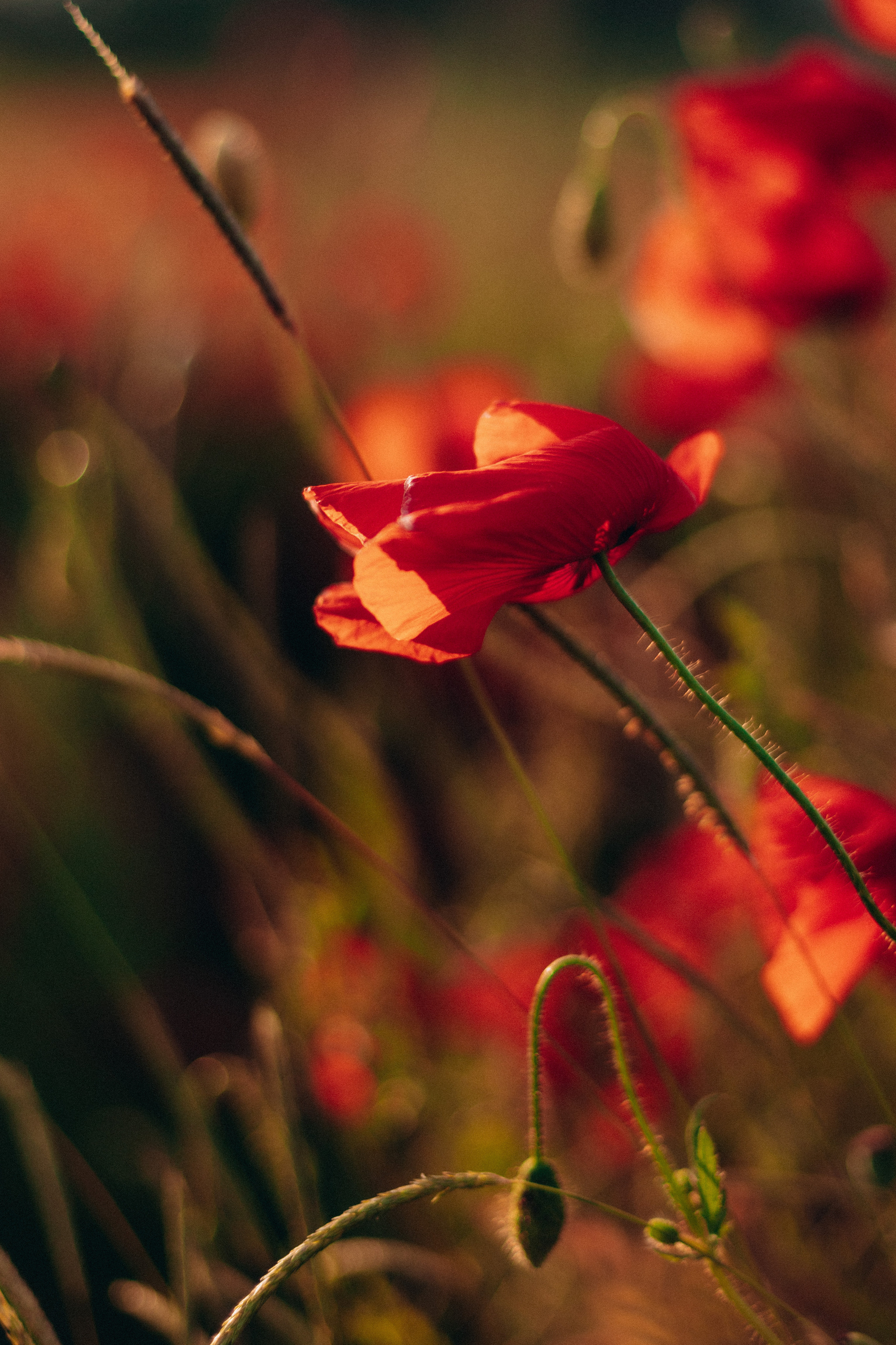 Маки. Фотограф в Краснодаре и Краснодарском Крае