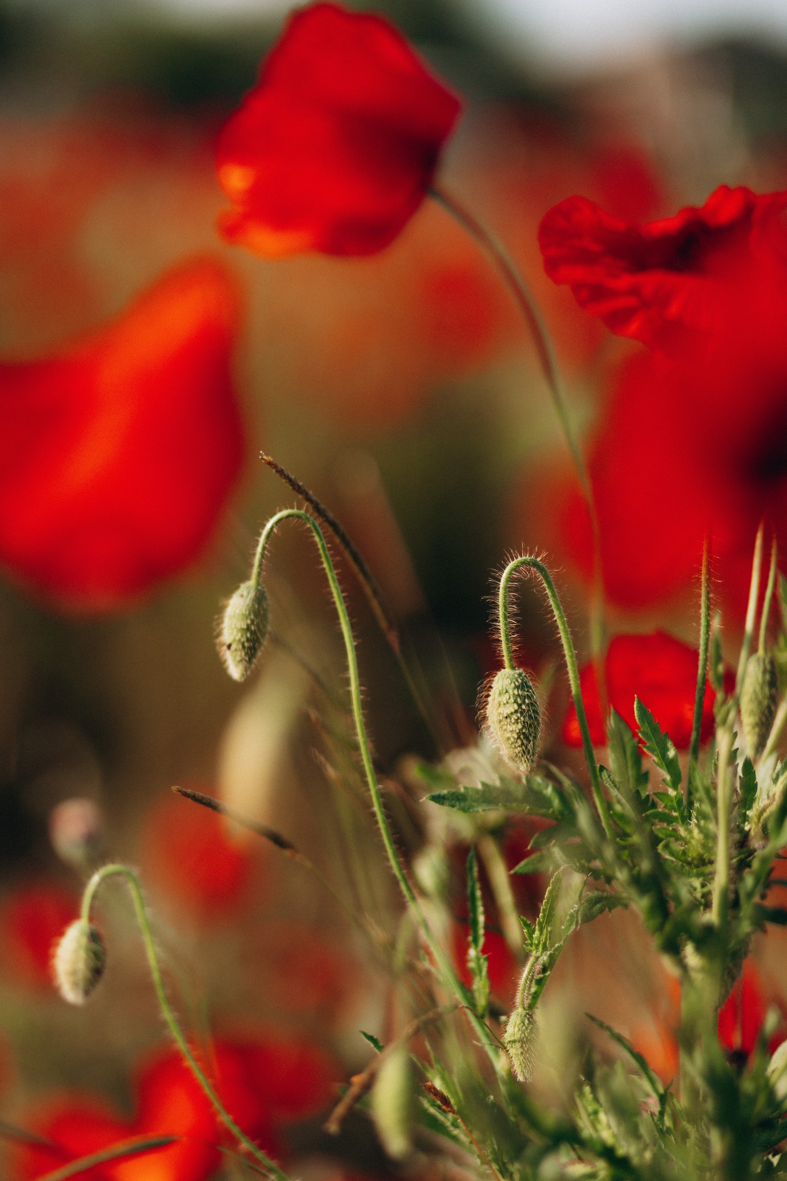 Маки. Фотограф в Краснодаре и Краснодарском Крае