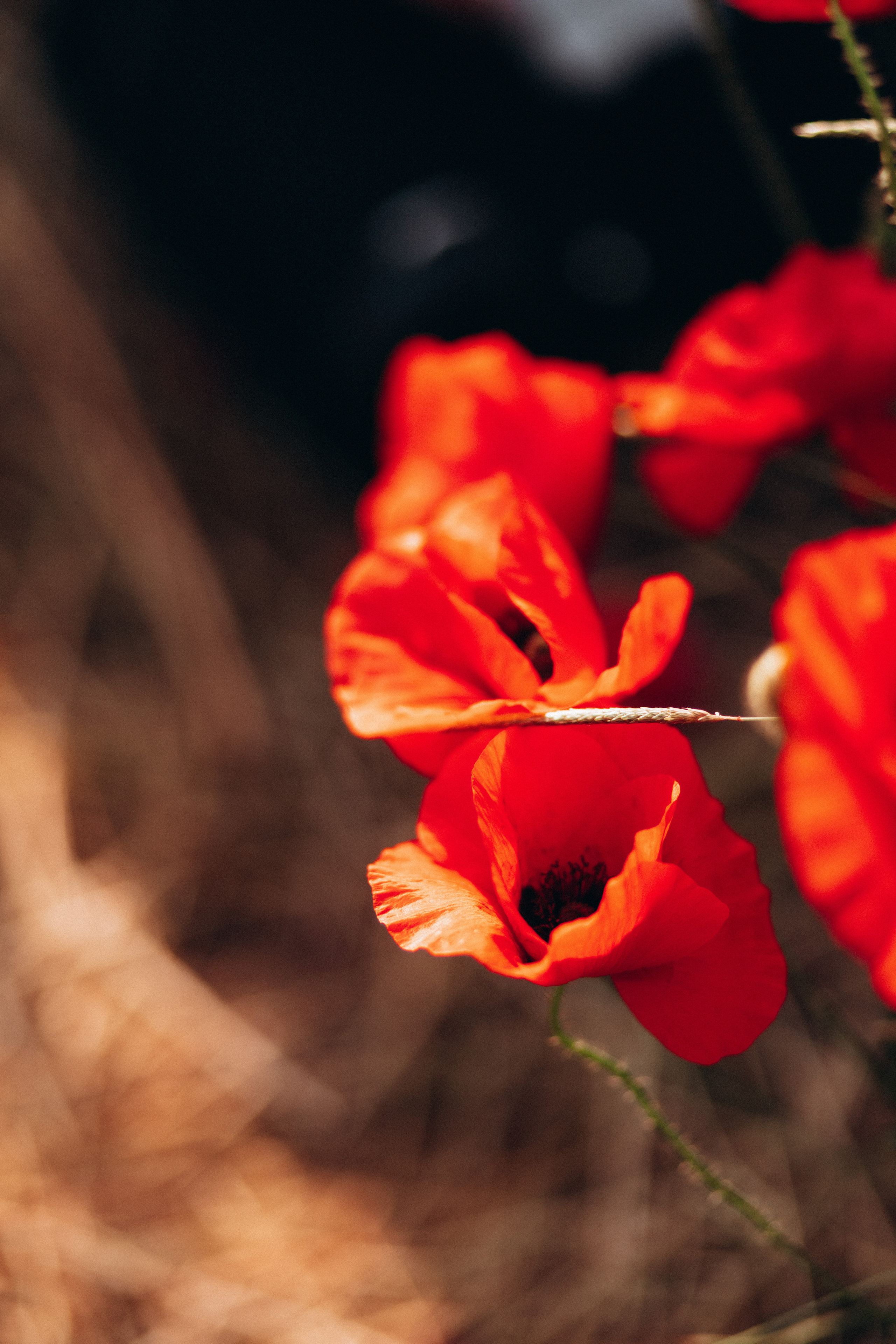 Маки. Фотограф в Краснодаре и Краснодарском Крае