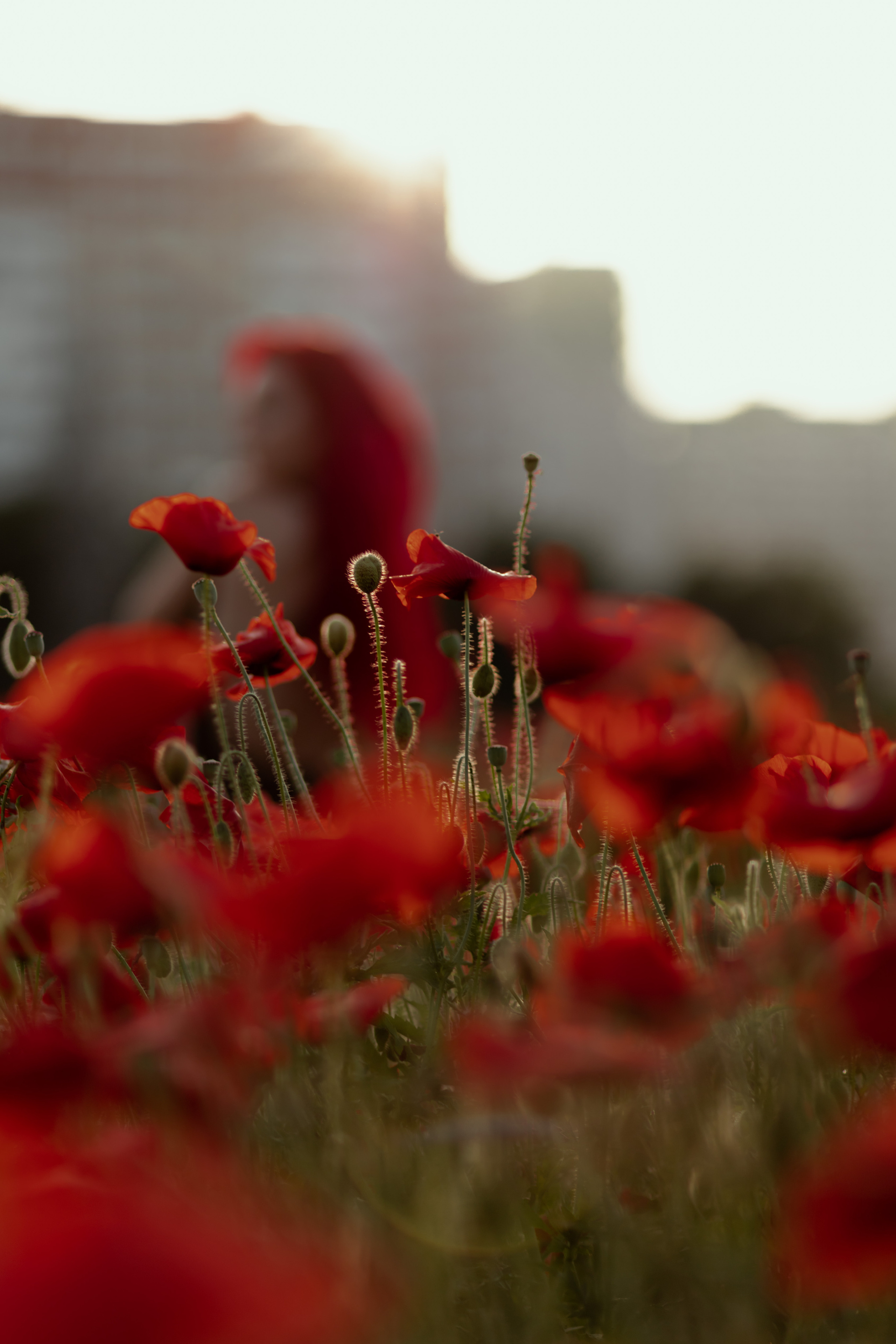 Маки. Фотограф в Краснодаре и Краснодарском Крае