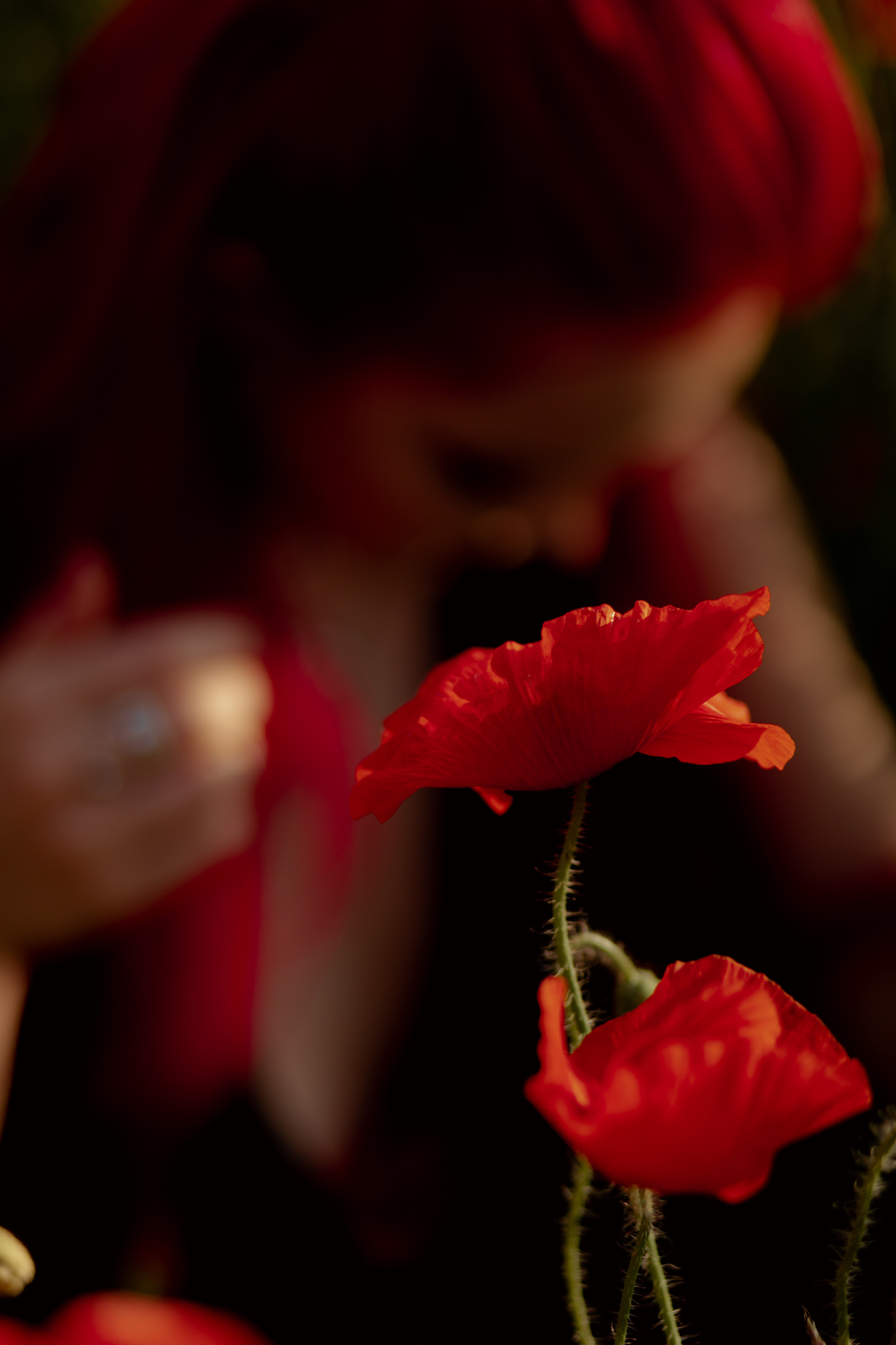 Маки. Фотограф в Краснодаре и Краснодарском Крае