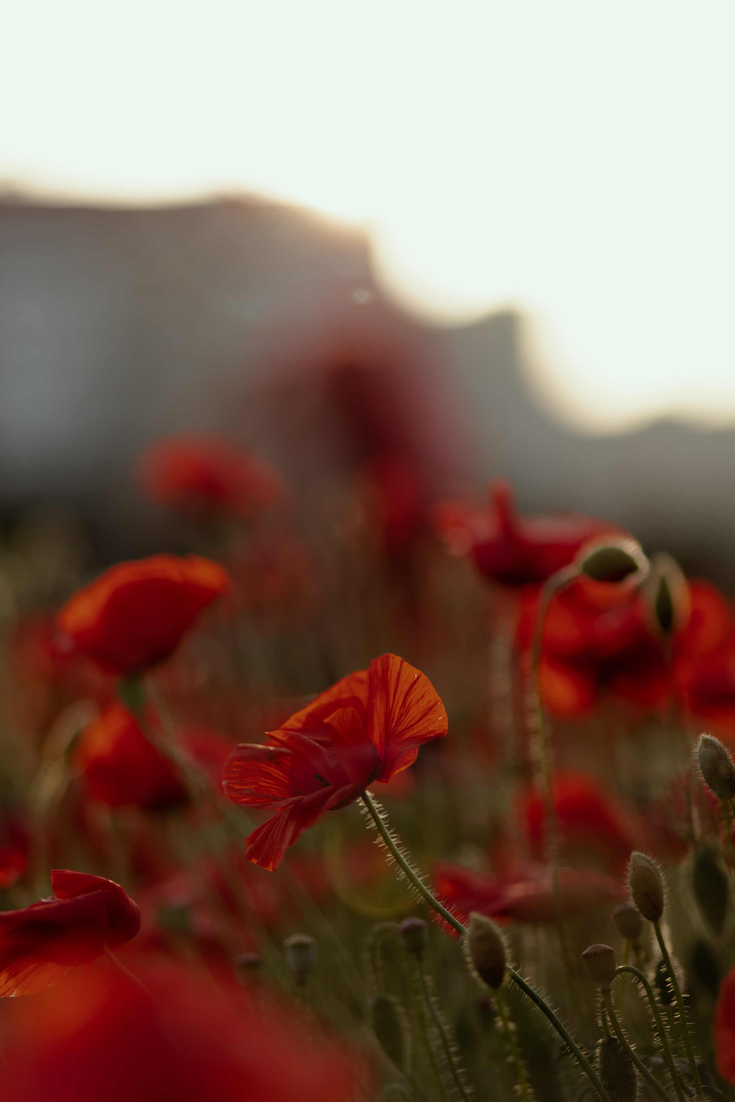 Маки. Фотограф в Краснодаре и Краснодарском Крае