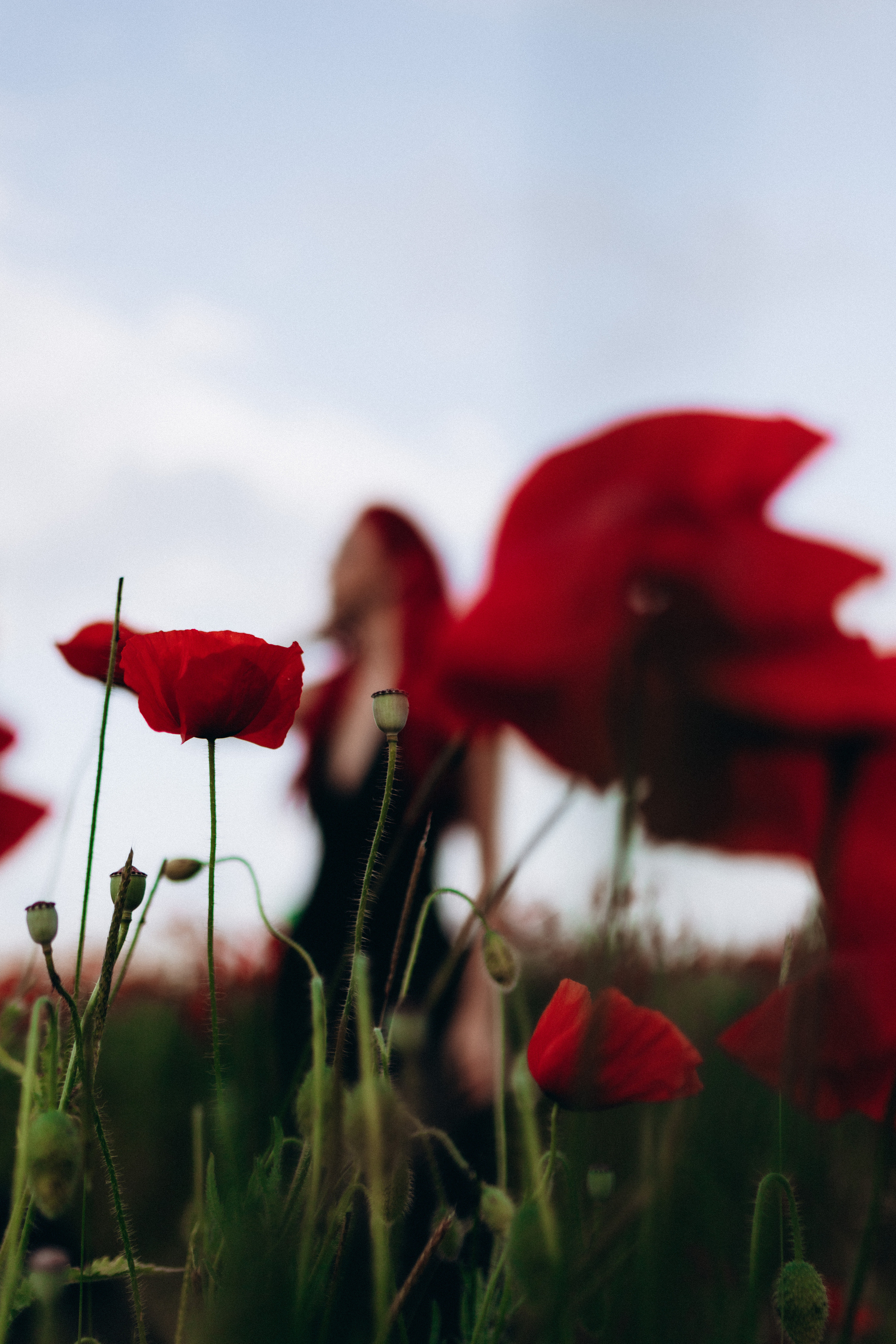 Маки. Фотограф в Краснодаре и Краснодарском Крае