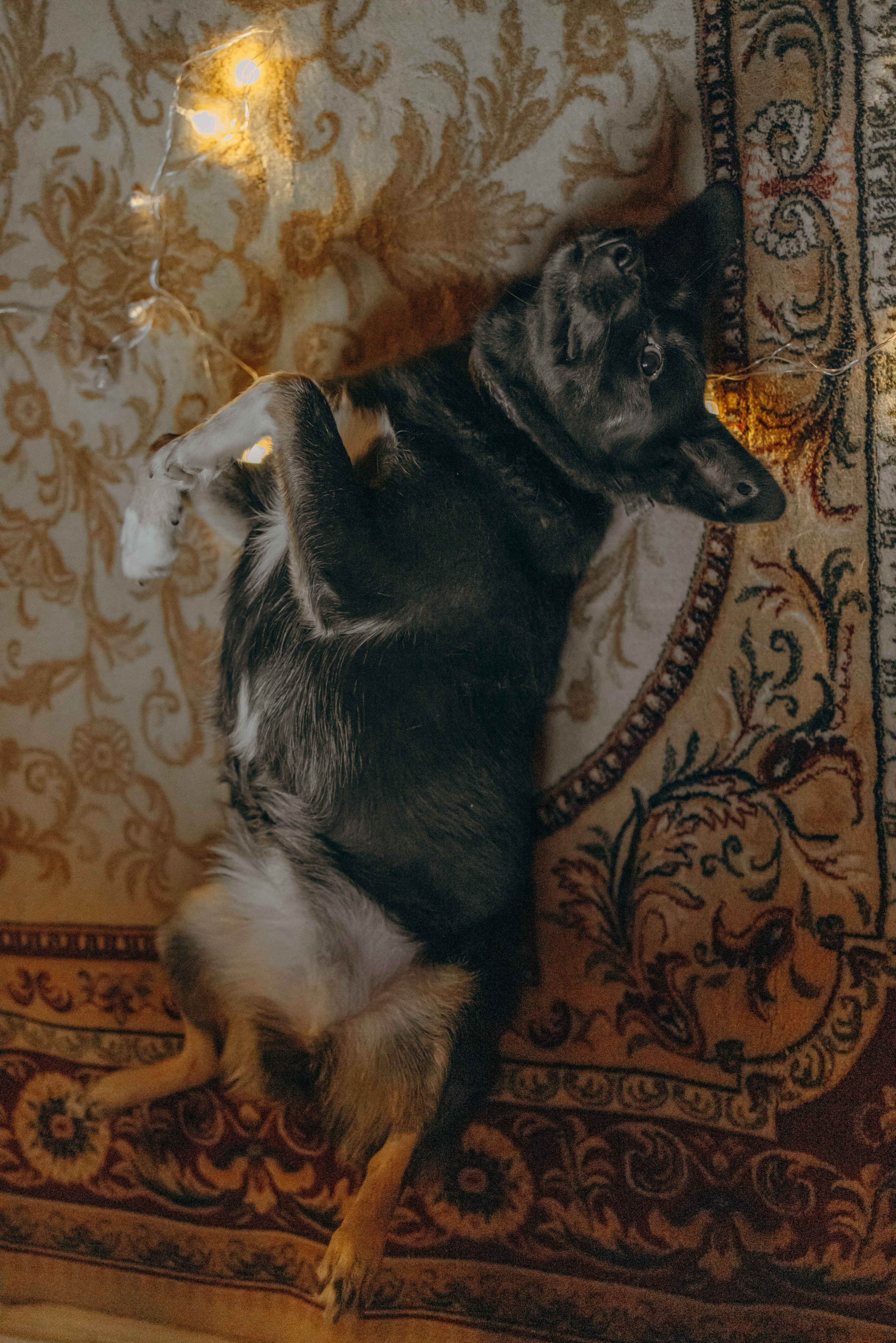 Передержка. Фотограф-анималист в Москве Лера Черноног