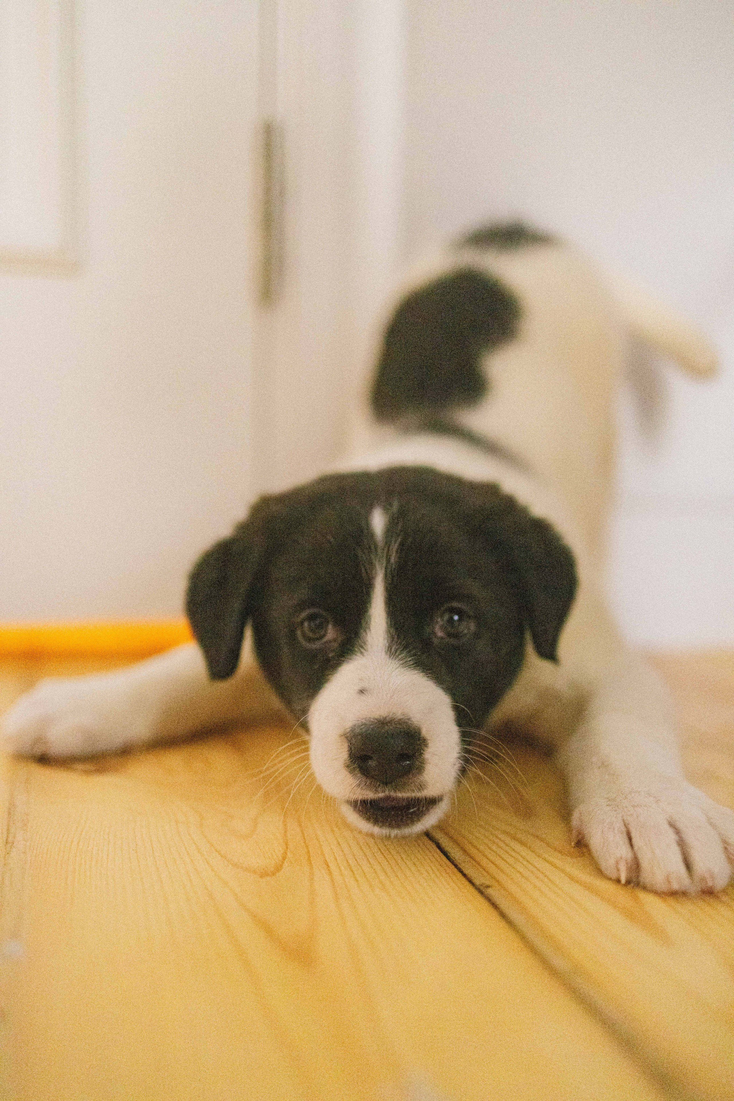 Щеночки. Фотограф-анималист в Москве Лера Черноног