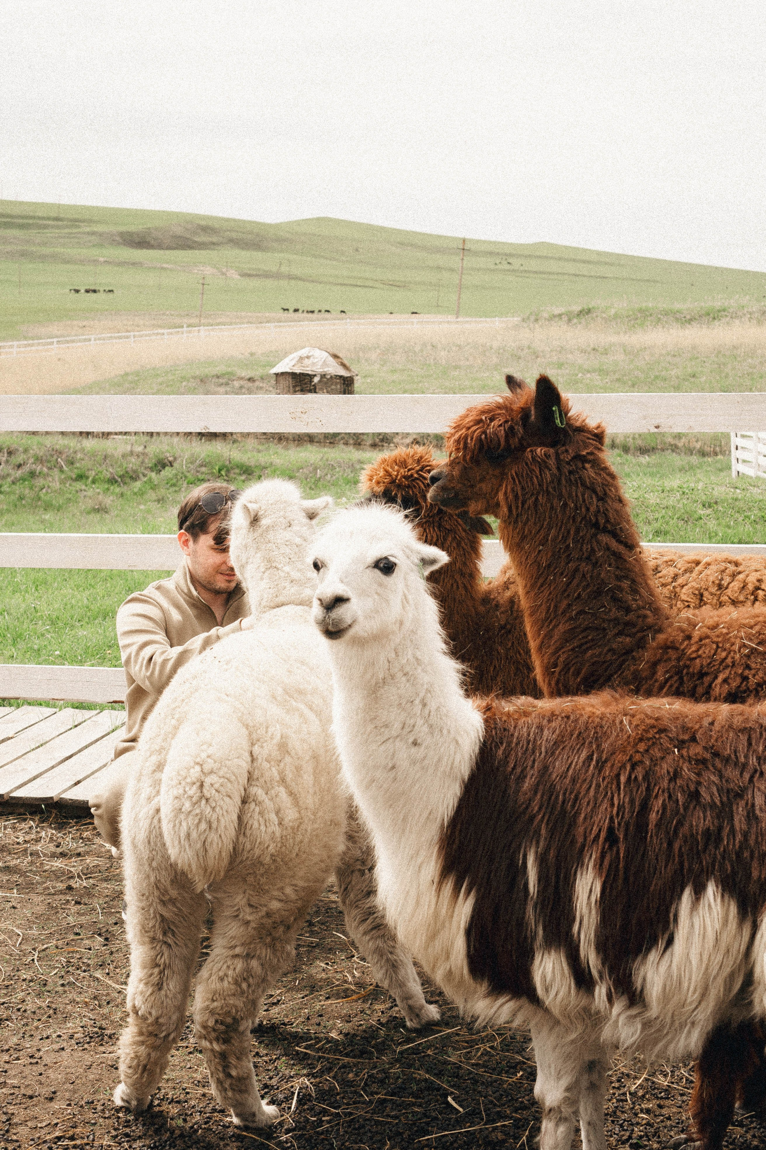 Ферма Альпак. Профессиональный фотограф, Санкт-Петербург — Виктория Богомолова