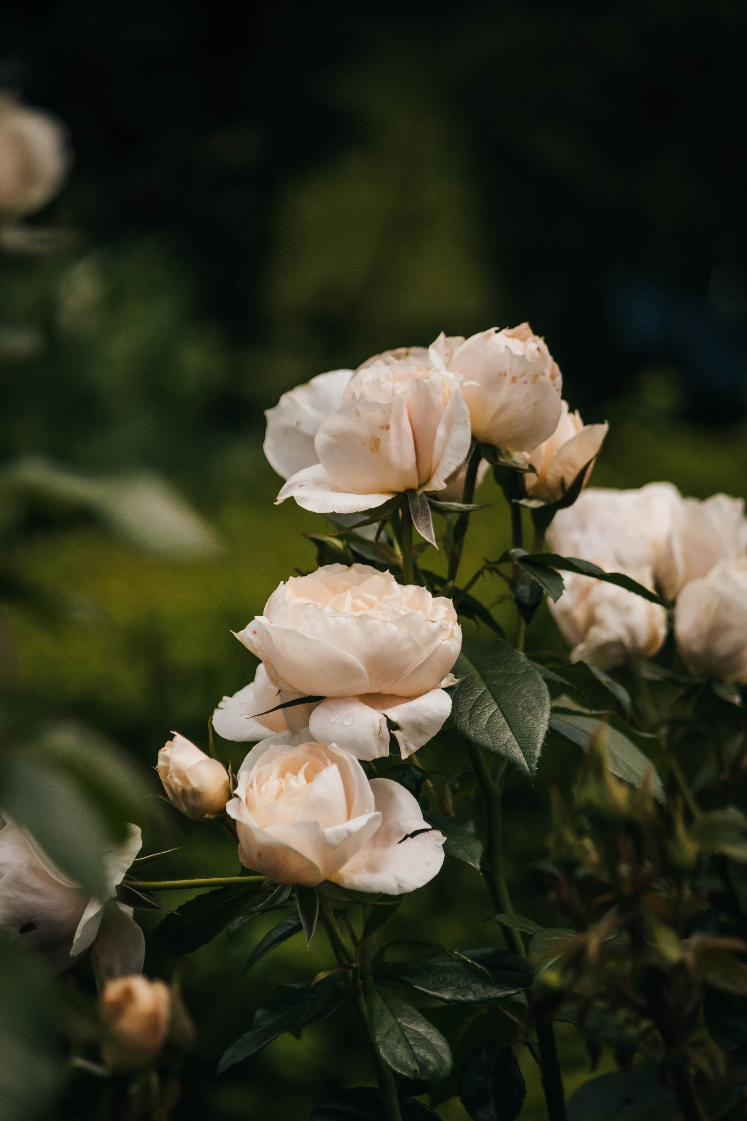 Ореховно. Фотограф Дарья Маташкова