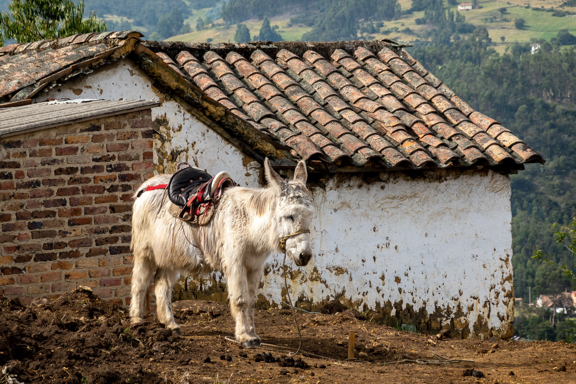 Монги (Mongui). Колумбия (Colombia). Фотограф Алексей Скоробогатько
