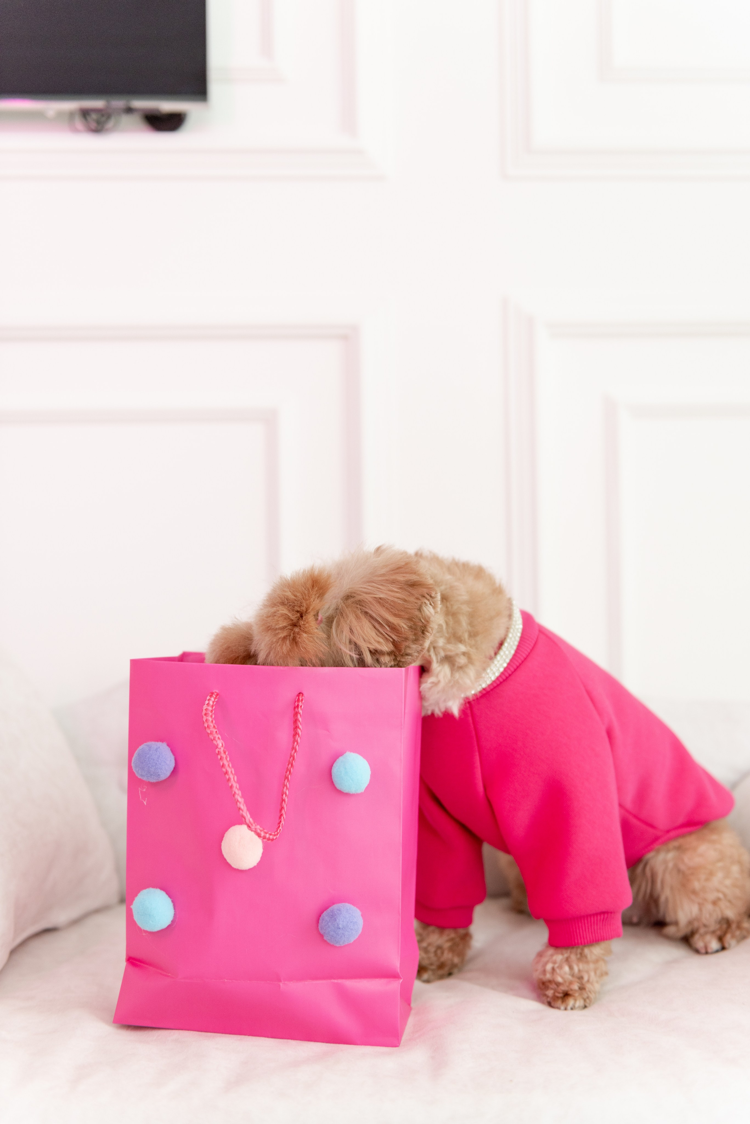 Pets. Фотограф в Москве Daria Lens