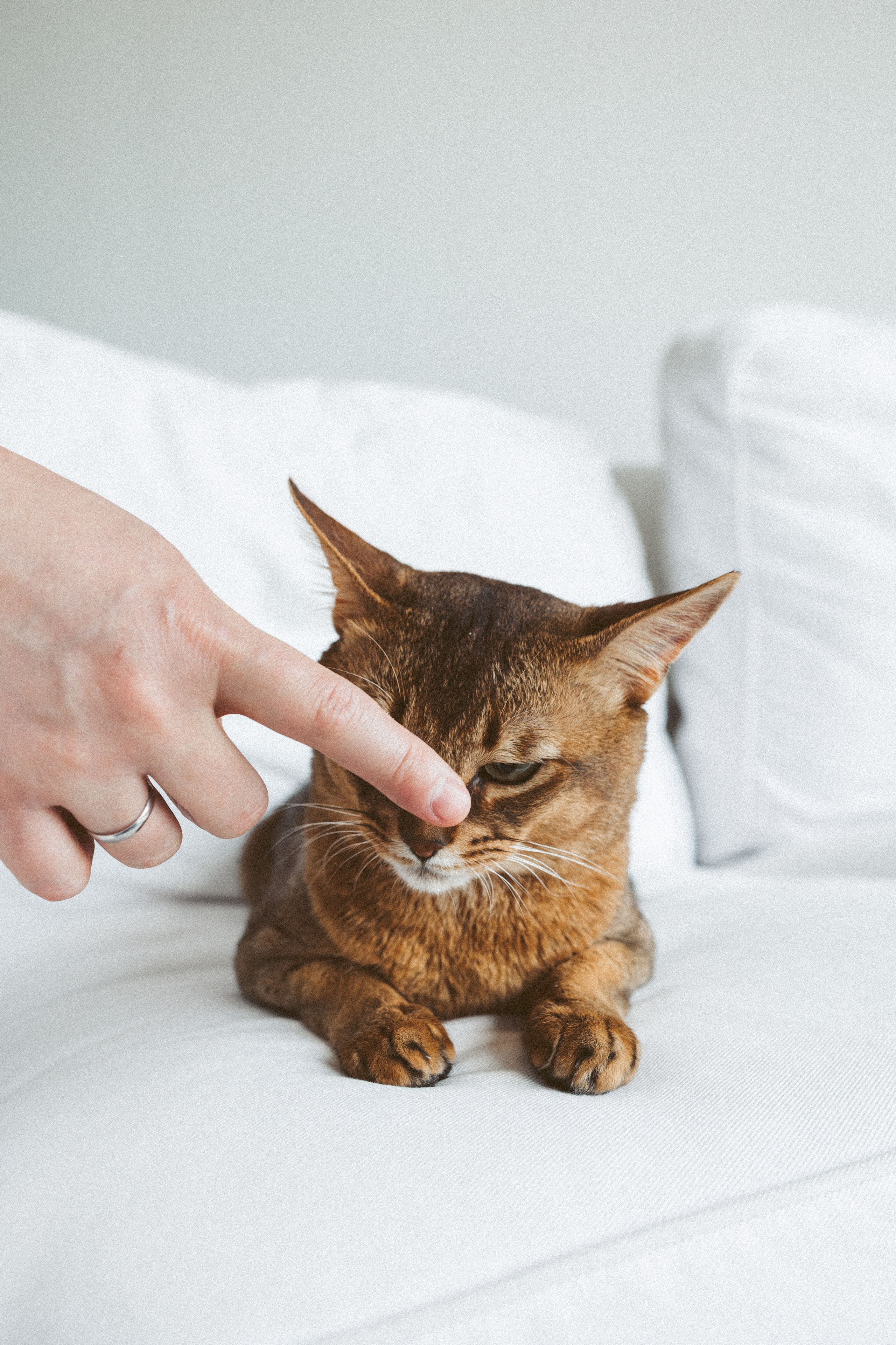 Студия. Свадебный фотограф Курзина Ольга | Москва