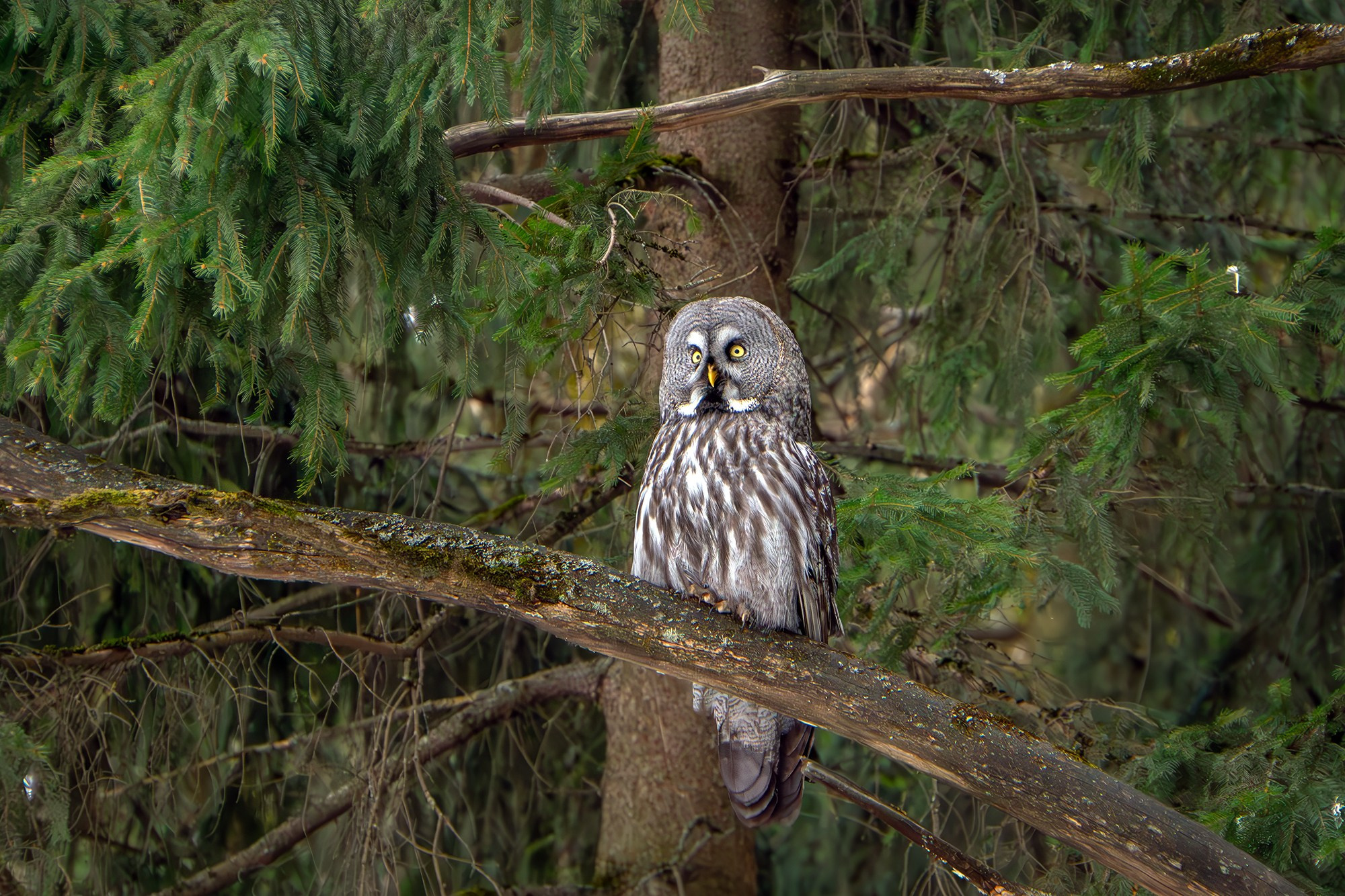 Удивительные мир птиц. Вокруг нас столько прекрасного — присмотритесь!. Ваш личный фотограф Марина Волкова