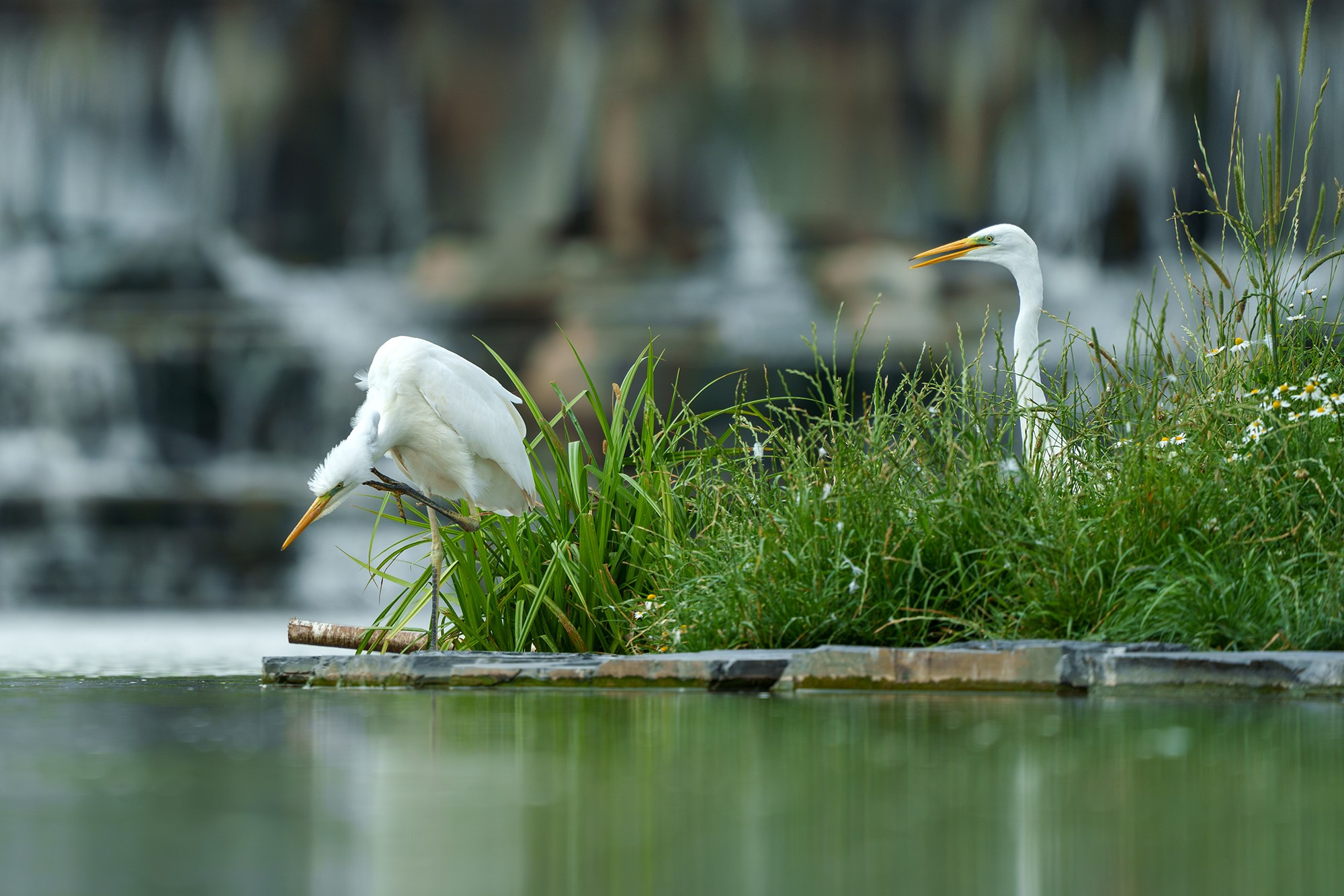Удивительные мир птиц. Вокруг нас столько прекрасного — присмотритесь!. Ваш личный фотограф Марина Волкова